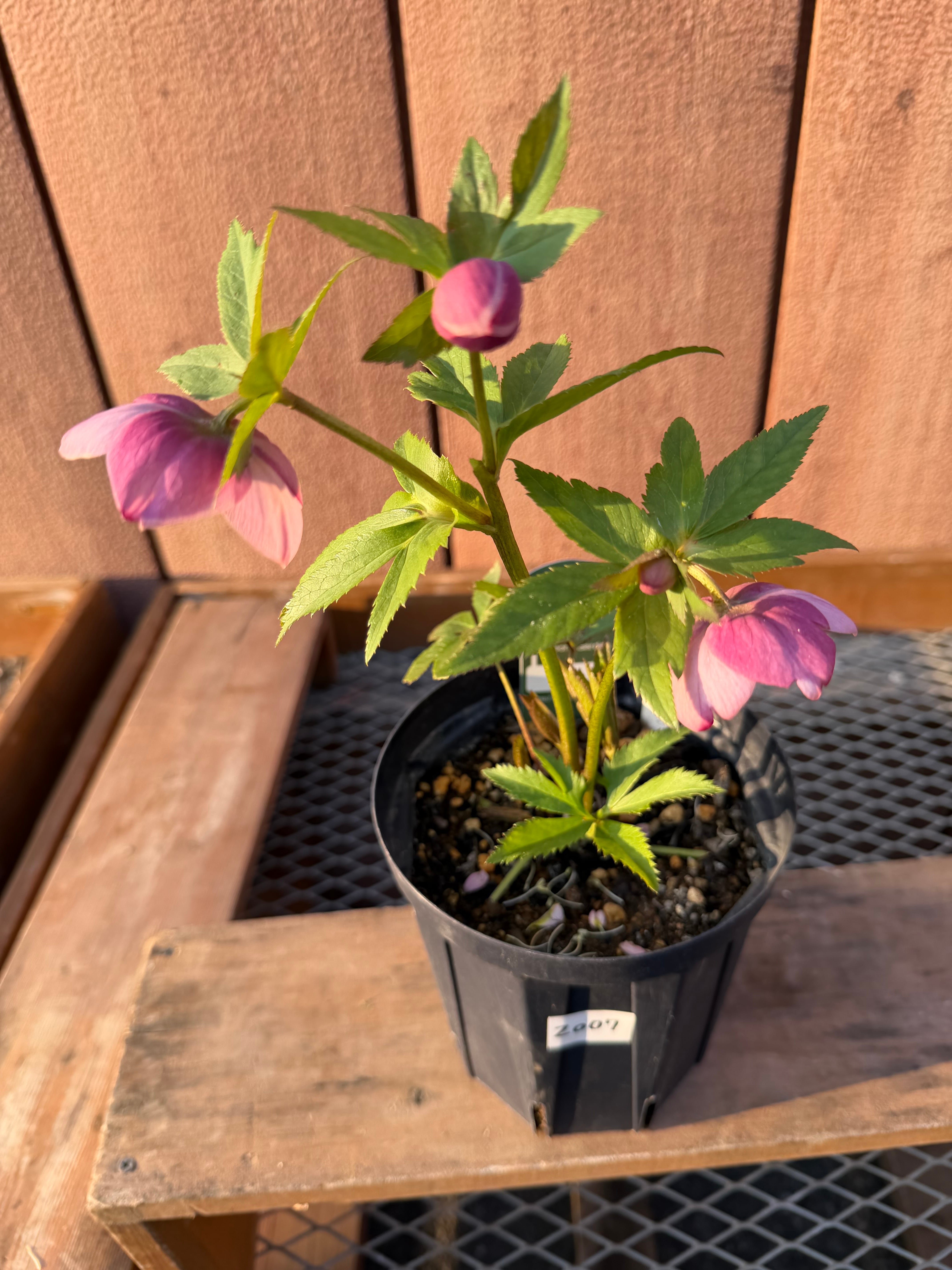 カップ咲さくらピンクsd クリスマスローズ【Zo07】送料無料 | あしかが