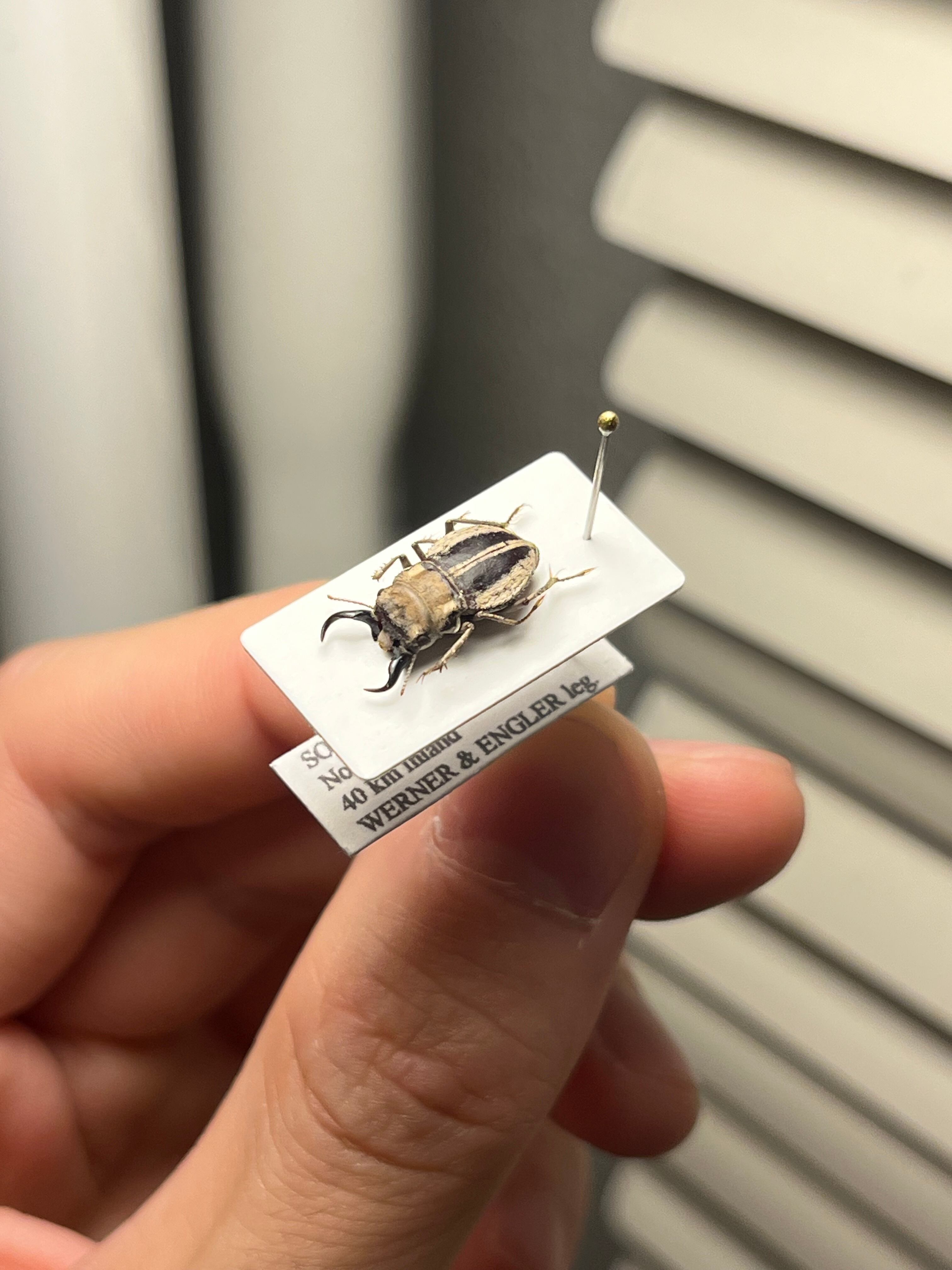 14mm♂】クワガタモドキゴミムシダマシ Calognathus chevrolati 昆虫