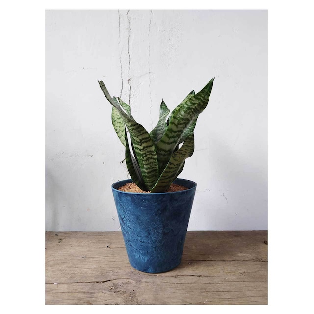 Sansevieria zeylanica