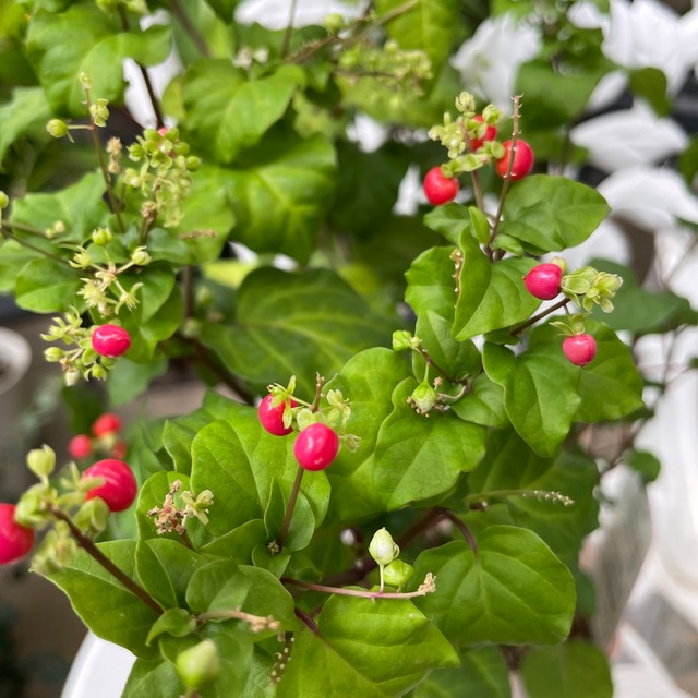 新品種 緑に映える赤い実 ジュズサンゴ ジュズローズ 数珠珊瑚 鉢植え 寄せ植え ガーデニング シャン ド フルール 園芸店 Online Shop