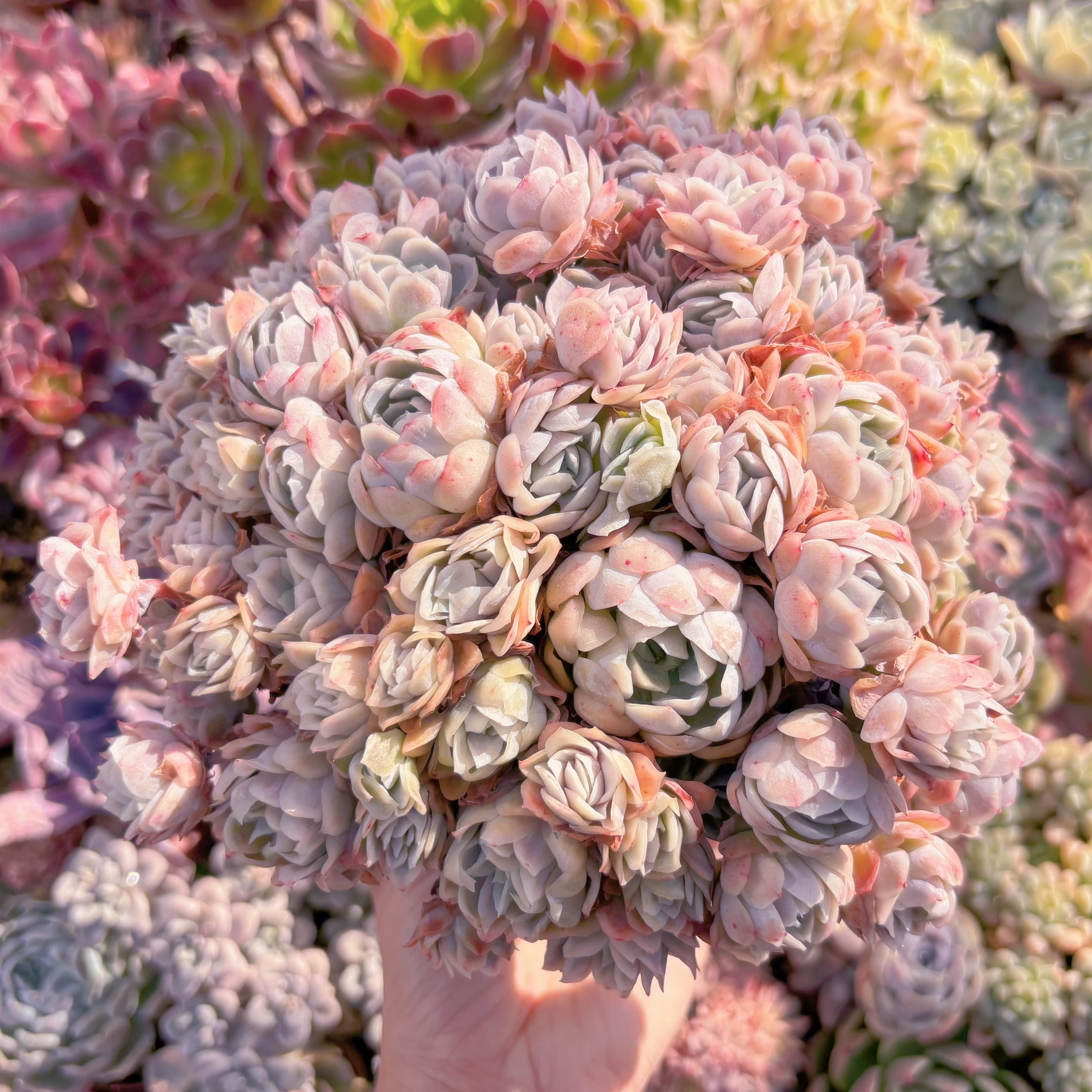 現品　氷梅錦#902　特大群生　るる農園