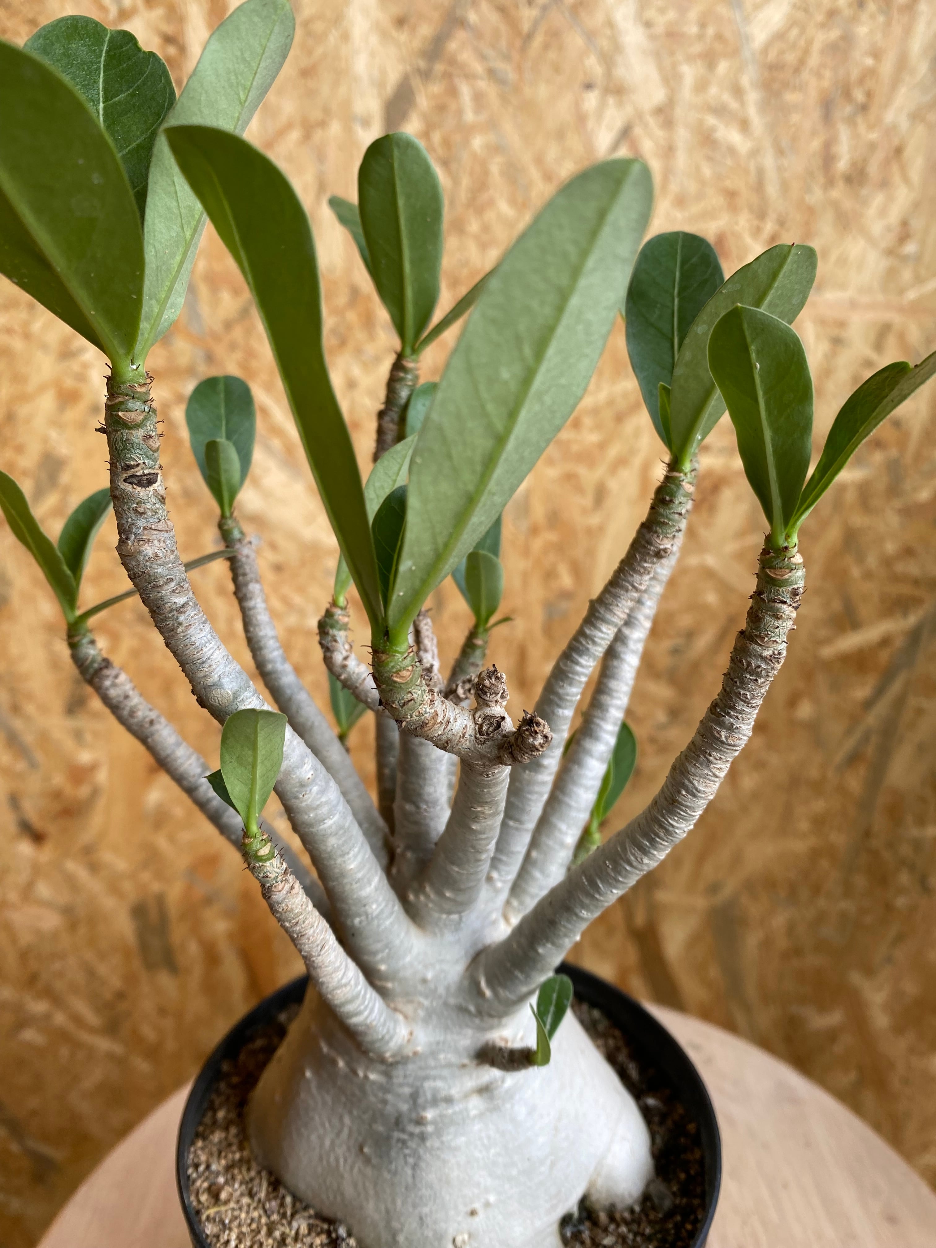 アデニウム アラビカム① H32cm W15cm 砂漠のバラ | Garden Varejo