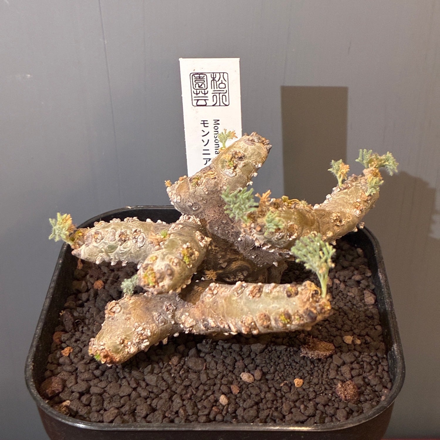 新着3日限定10%OFF】モンソニア ムルチフィダ（サルコカウロン
