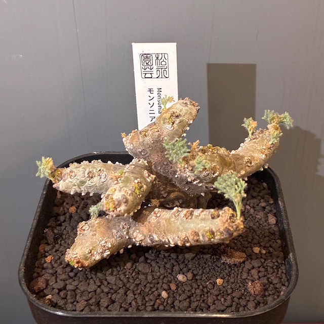 【新着3日限定10%OFF】モンソニア　ムルチフィダ（サルコカウロン　ムルチフィズム）【1076】