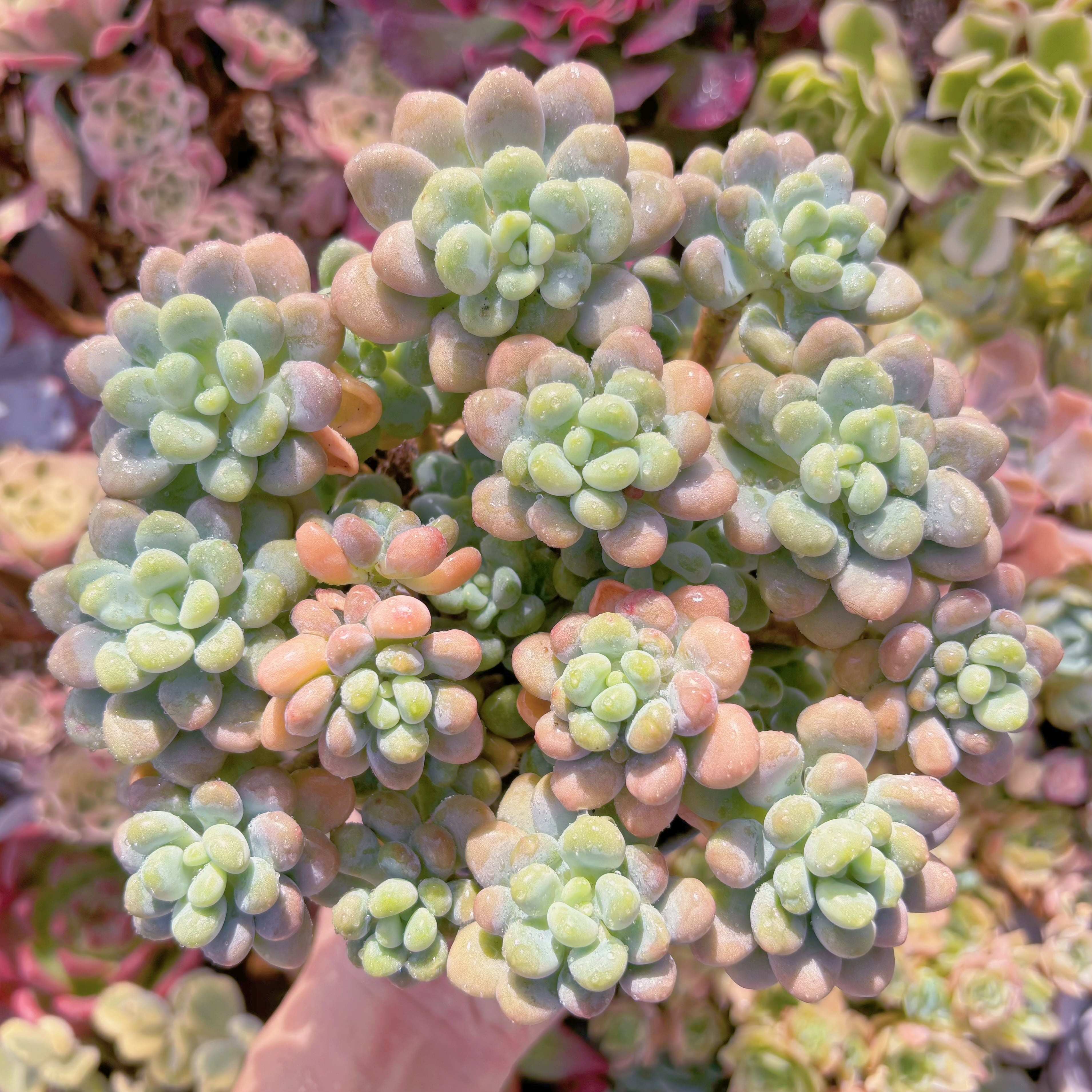 現品　マカロンxロココ#613　大群生　るる農園