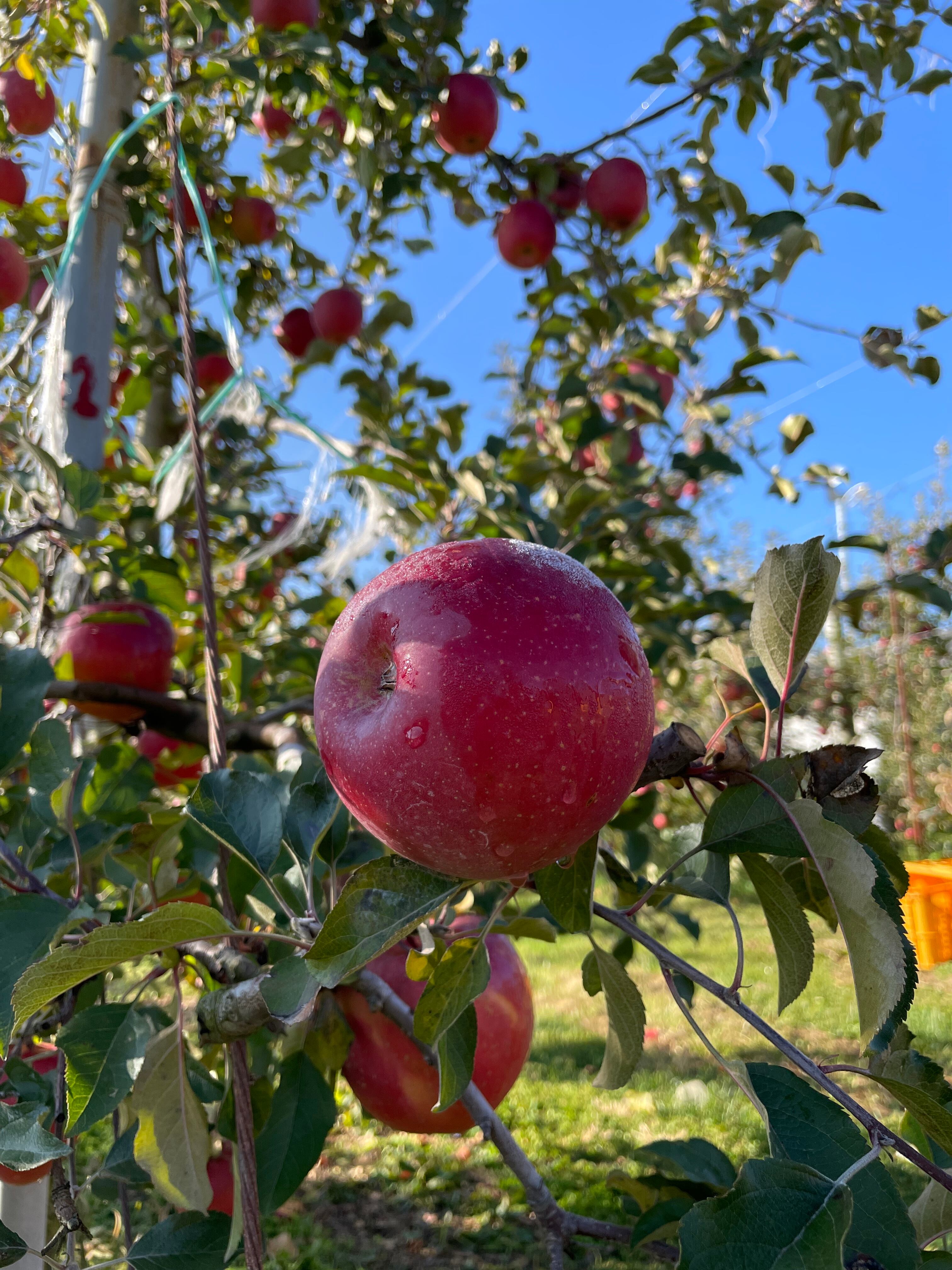 ふじ 特選 5kg | 農園あづさ