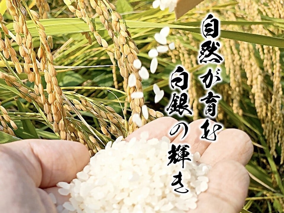 熊本県産お米（森のくまさん）10kg（5㎏×2袋） | すみれファーム