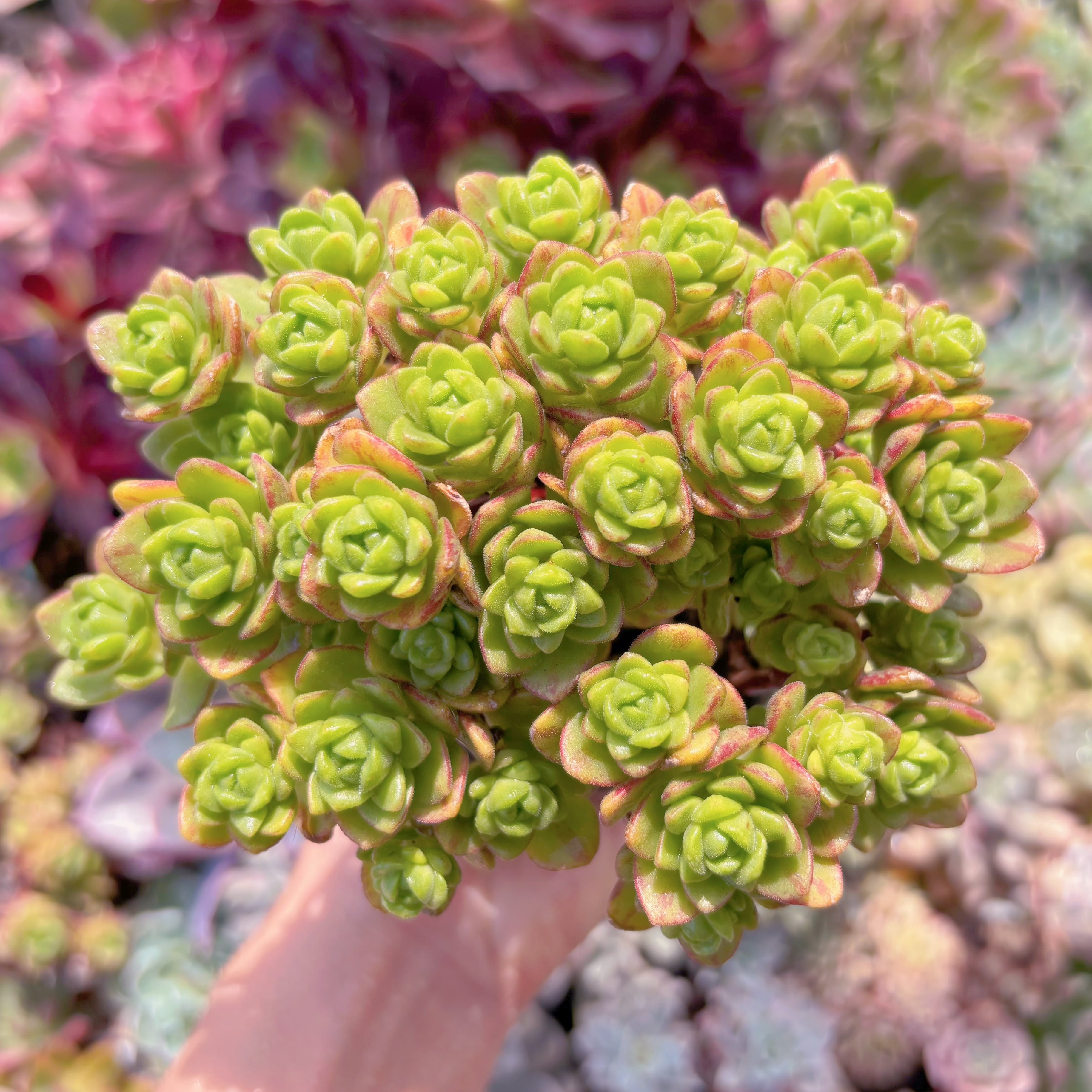 現品　little fox#1008　群生　新入荷　るる農園