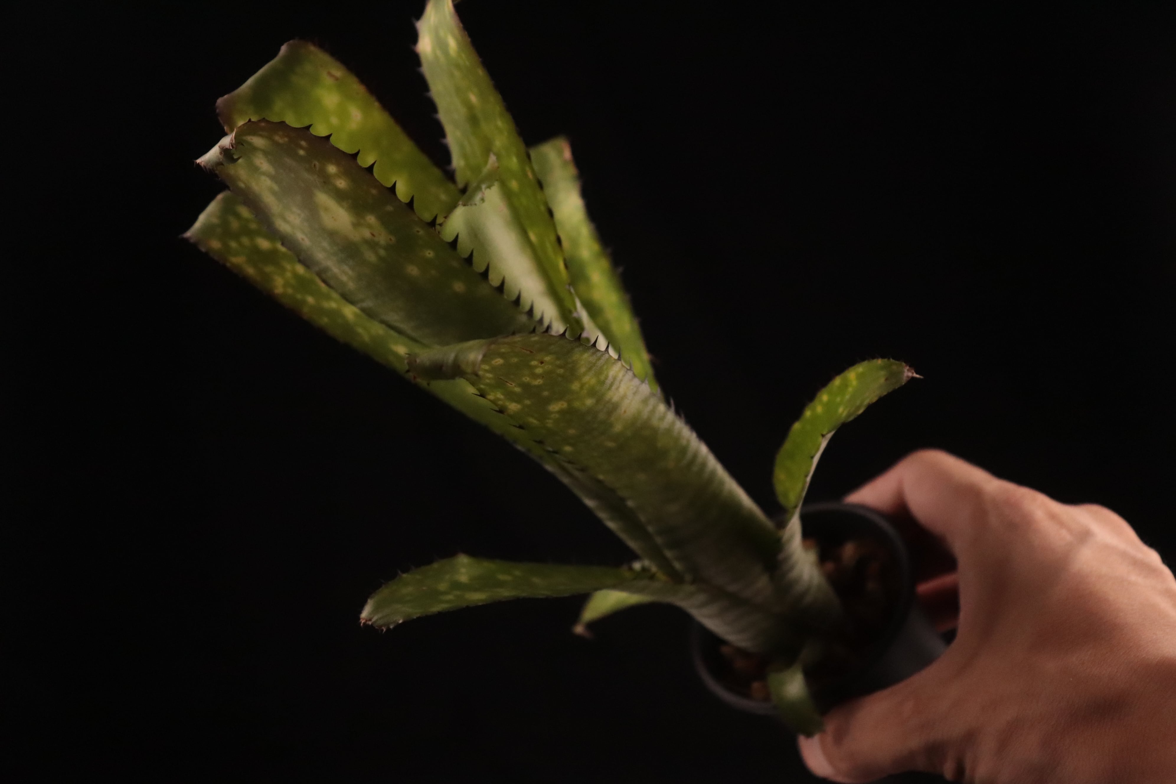 Billbergia Kolan Crunch