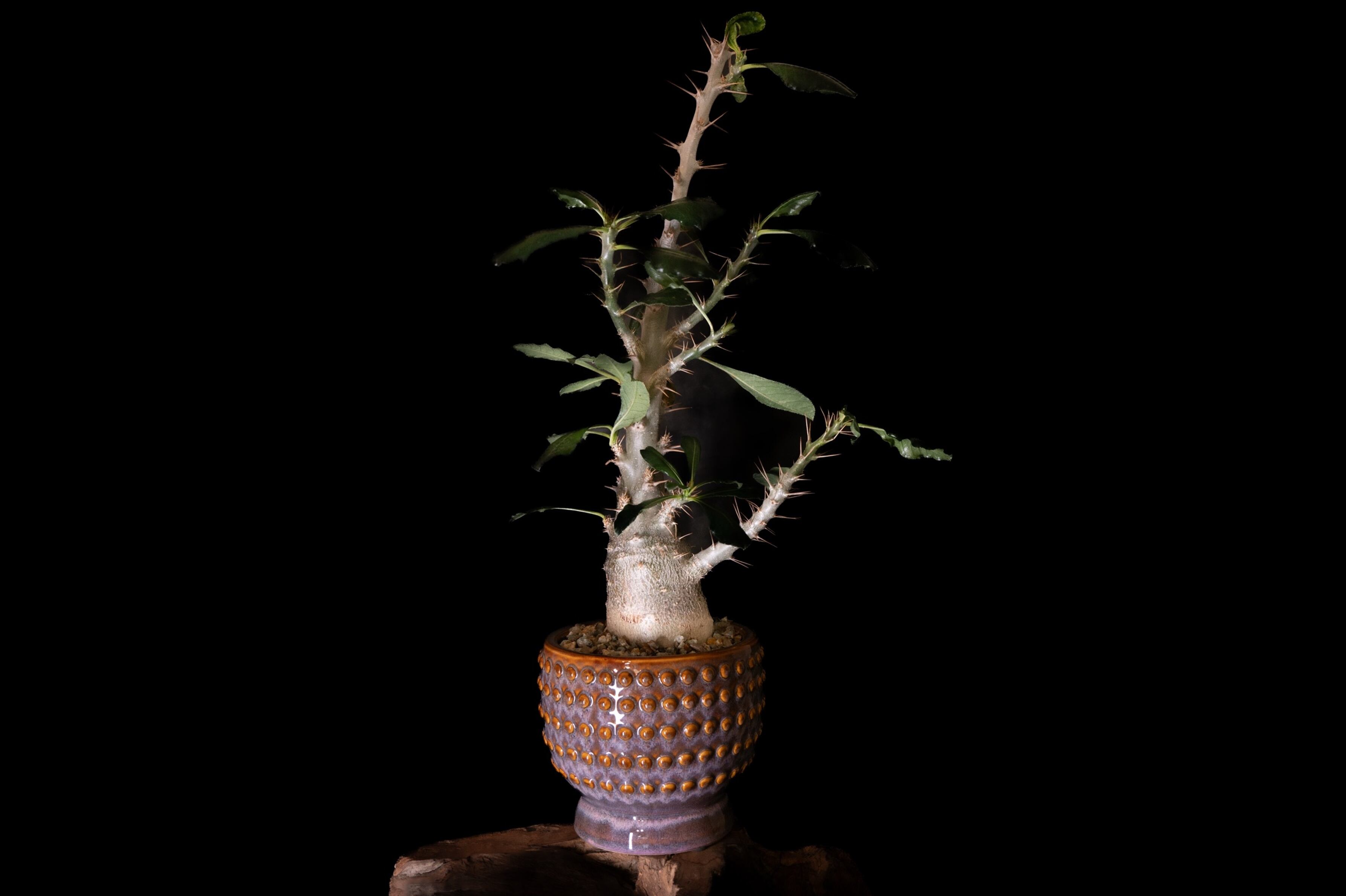 発根済/現地球】オトンナ・ユーフォルビオイデス @ | RePlants