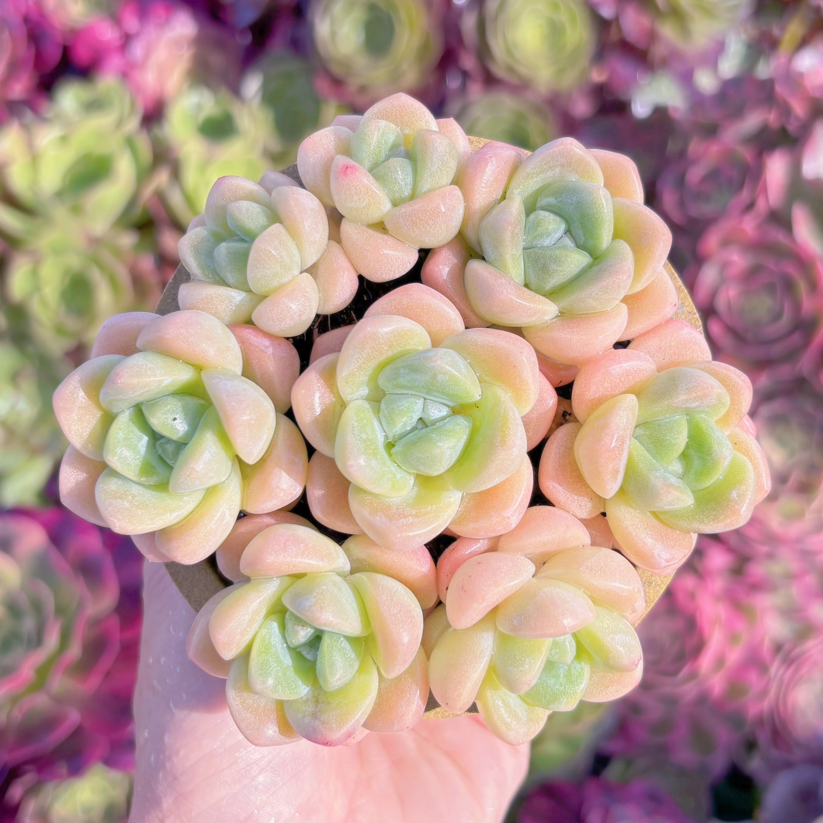 多肉植物　アイスグリーン(7苗)　新入荷　るる農園