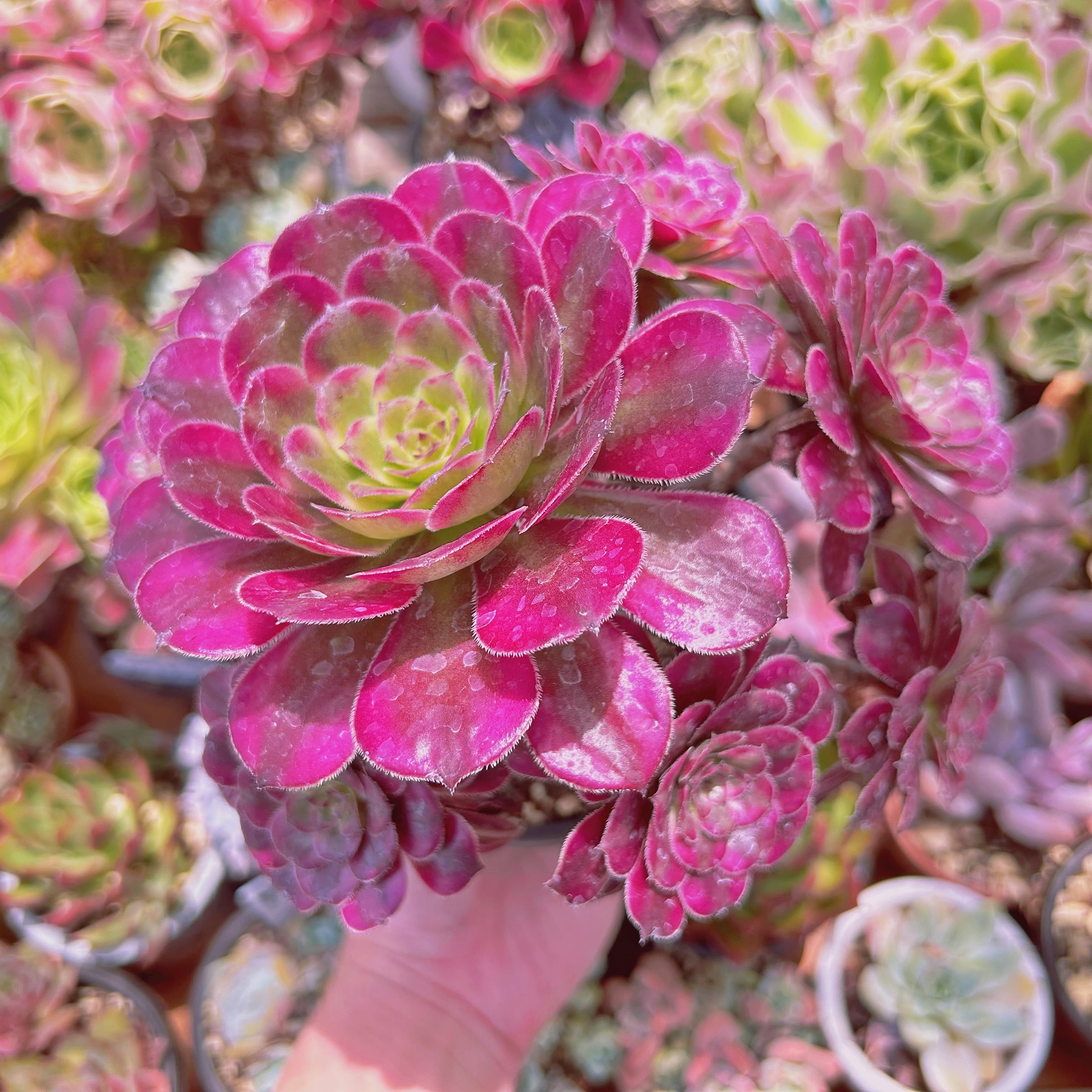 #025現物　多肉植物　美姫(Aeonium)　特大群生　抜き苗