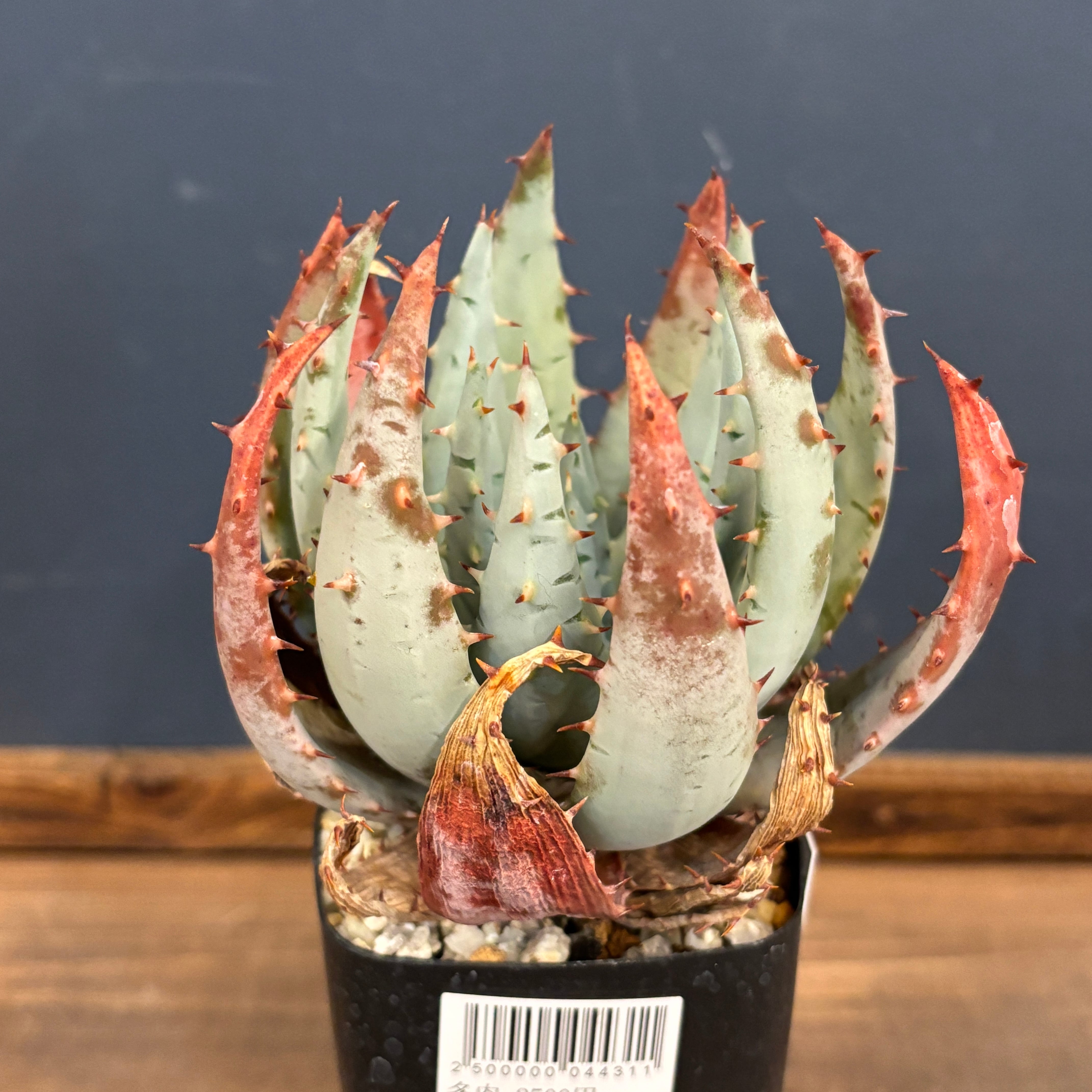 ② ハルハルさん専用　特大 ユーフォルビア デシドゥア デシドゥア | STORES