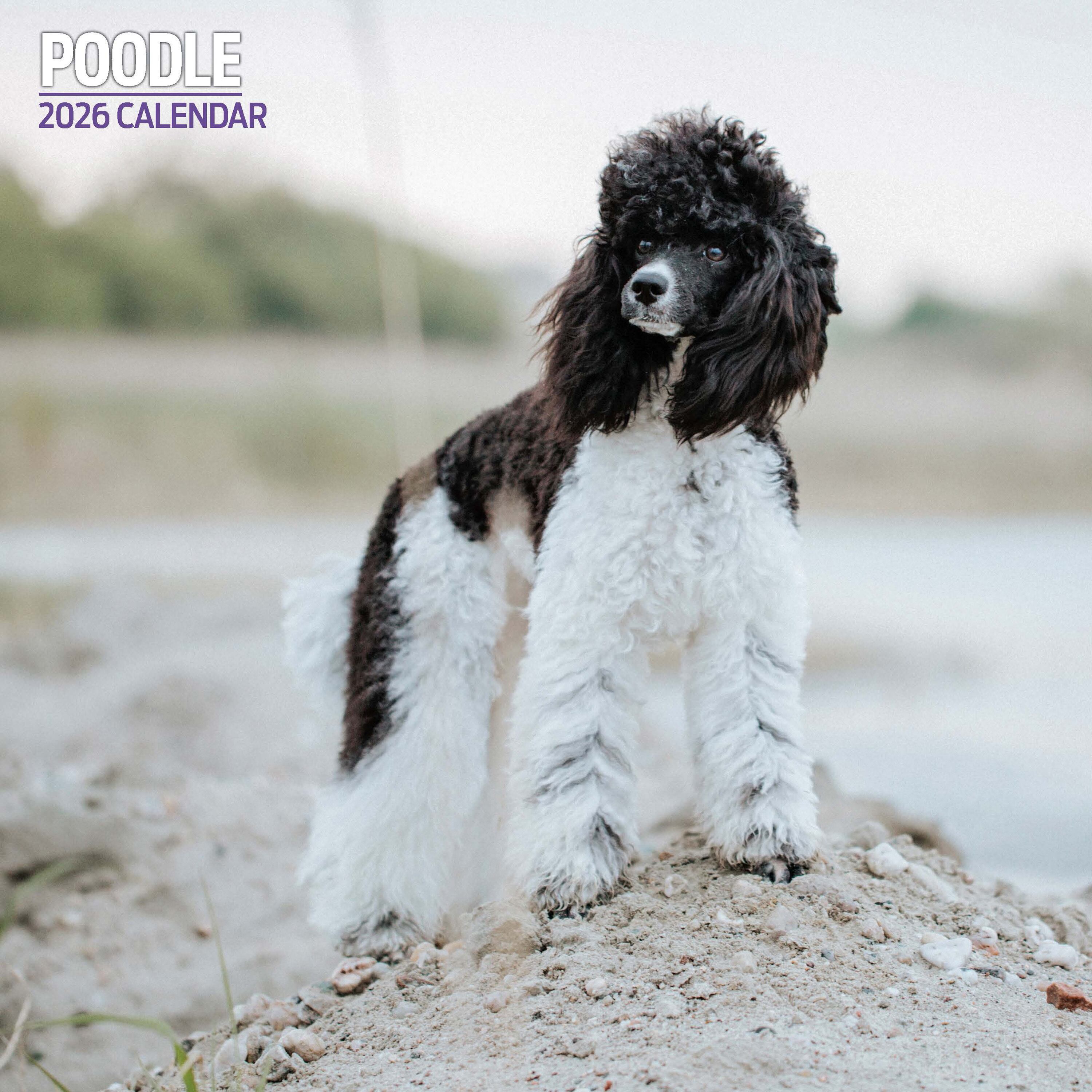【2026年版】英国製犬種カレンダー【プードル Traditional】 2026年版