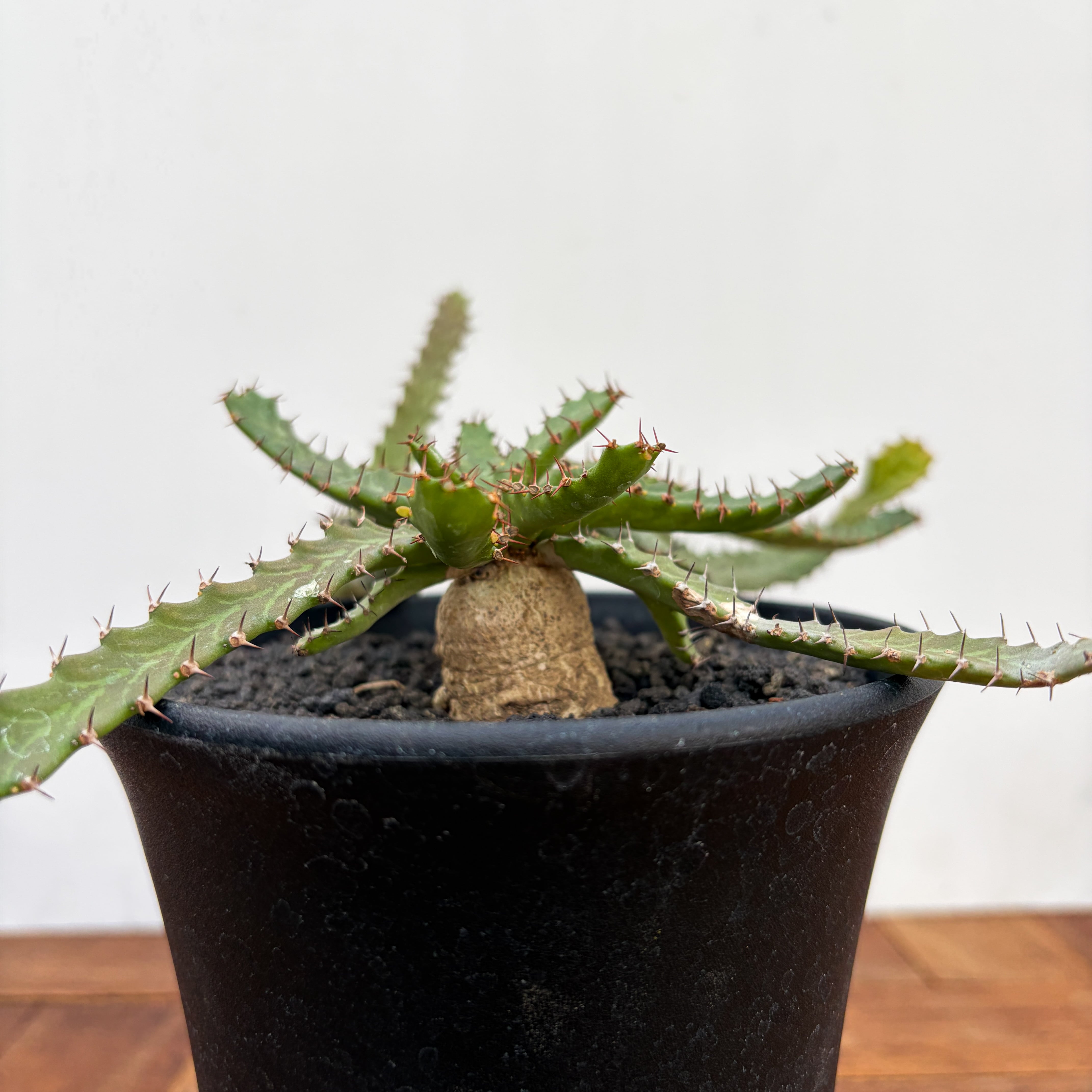 Euphorbia stellata【ユーフォルビア・飛竜・実生】 | RIMO'S GREEN