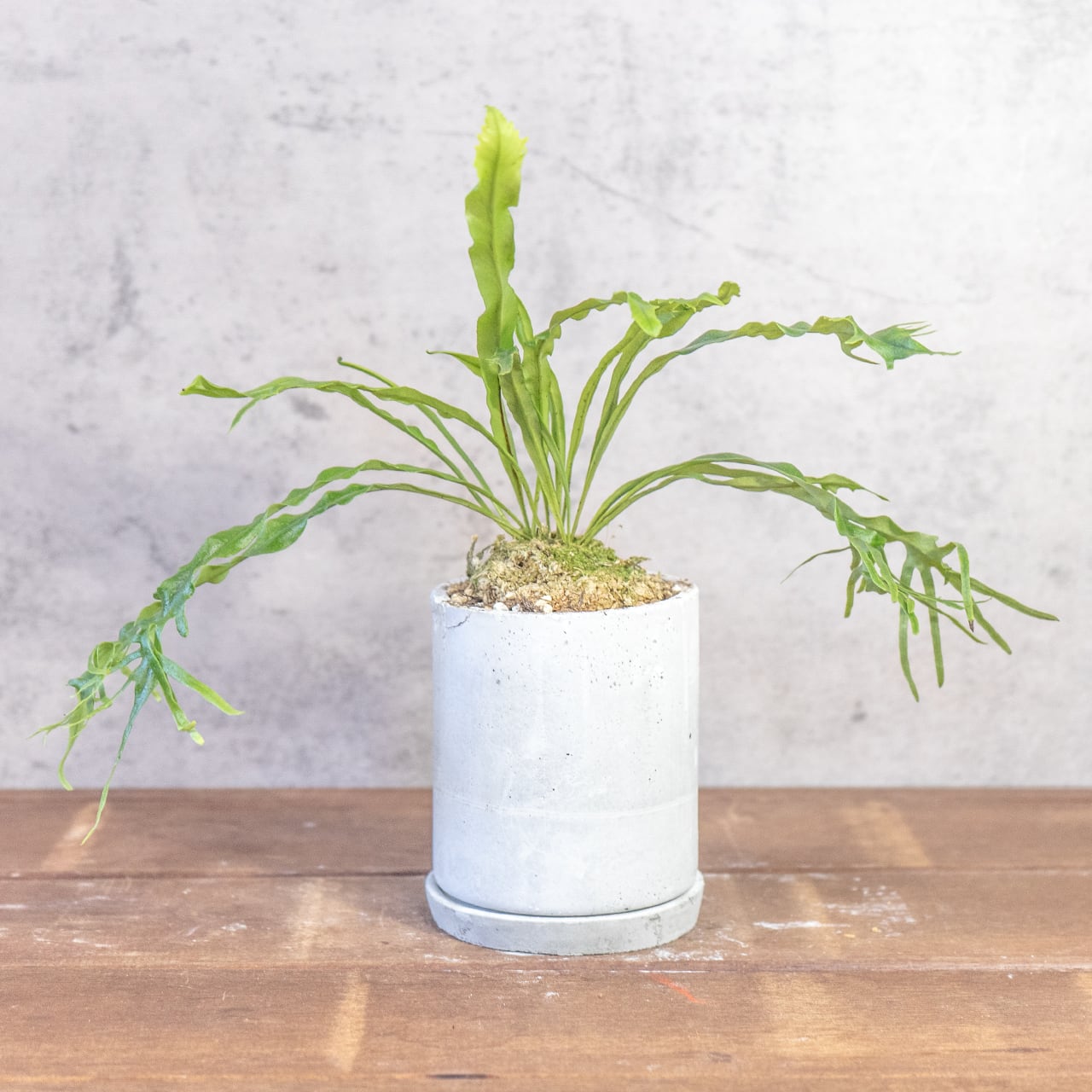 波打つ葉、うねる緑の芸術。さざなみ雲龍を、手づくりモルタル鉢に設えて。一つひとつ手で作り、一つひとつ想いを込めた特別な一鉢。■虫発生抑制【全国一律送料850円】