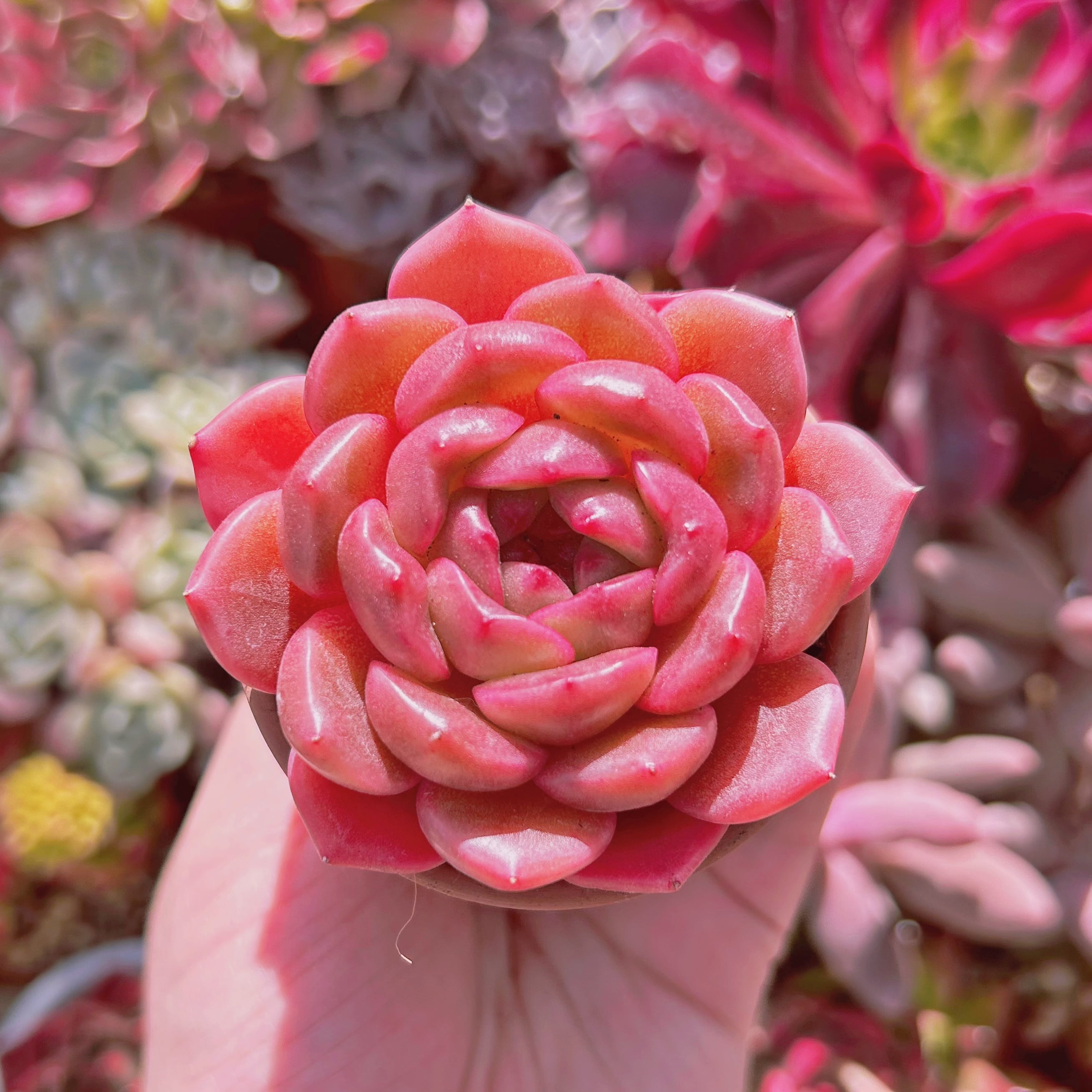 超美苗　多肉植物　新品種　バターコヒー(月影xロメオ)