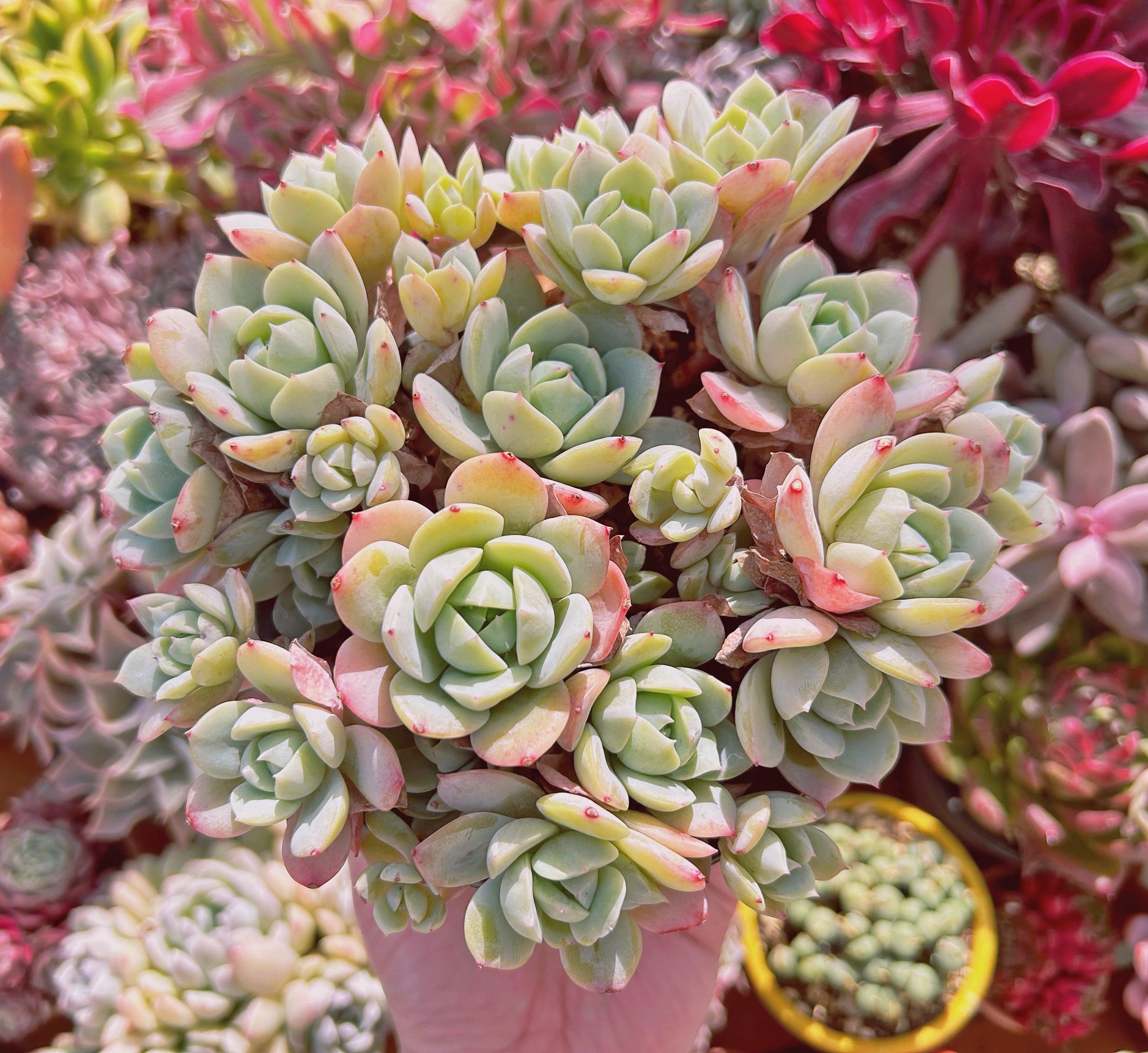 #261現物　多肉植物　冷香　特特大