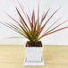 ドラセナ　コンシンネ　レインボー　 [観葉植物・1点もの]　家を明るくしてくれます！
