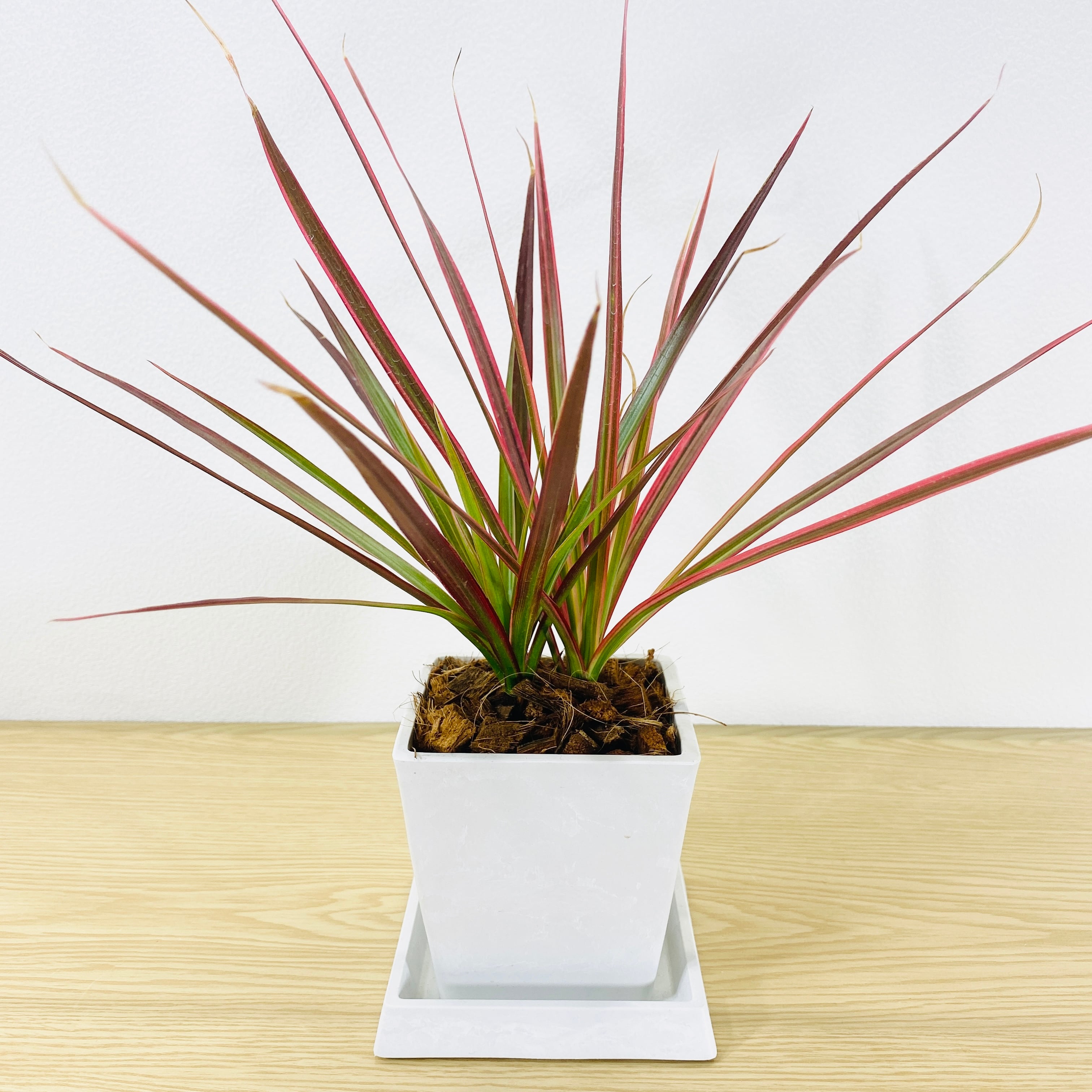 ドラセナ　コンシンネ　レインボー　 [観葉植物・1点もの]　家を明るくしてくれます！