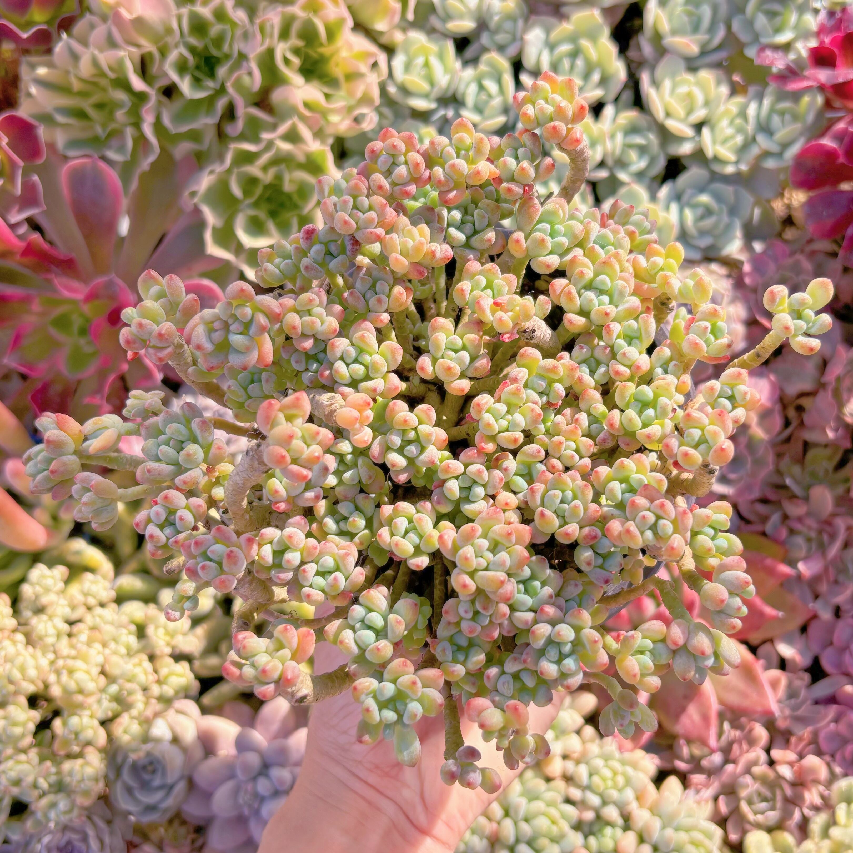 現品　ピンクビーン#224　特大群生　るる農園