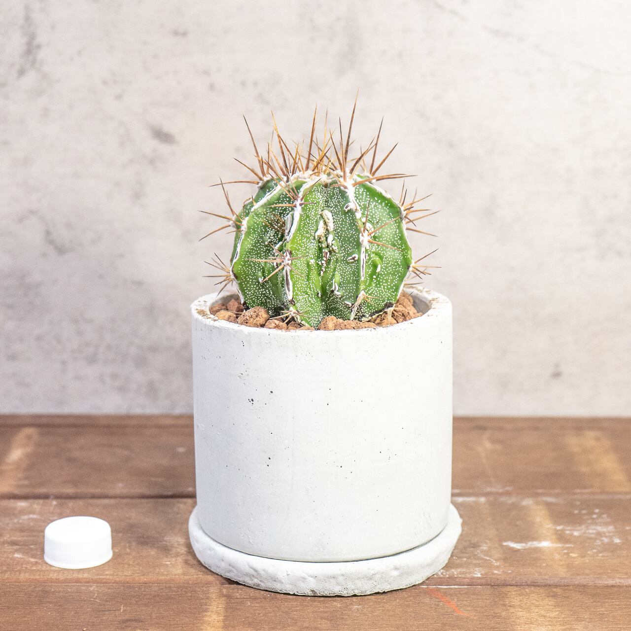 重厚な風格を纏う白いラインが際立つ白条複隆般若｜手づくりモルタル鉢の無骨さとサボテンの造形が共鳴する、飾れるアートな一点物｜虫発生抑制（全国一律送料850円）