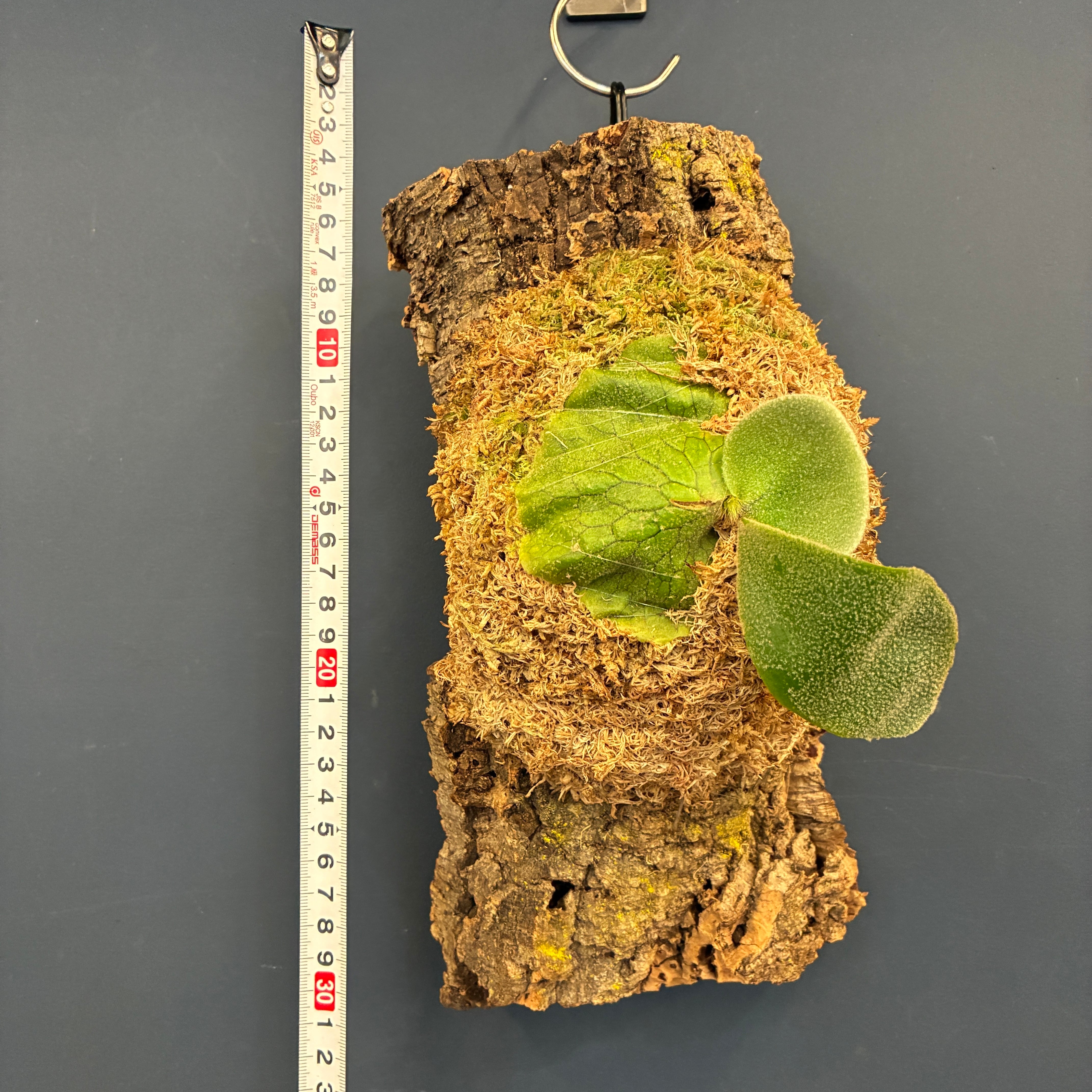 ビカクシダ アンディナム P.andinum 板付け【1077】 | PROTOLEAF