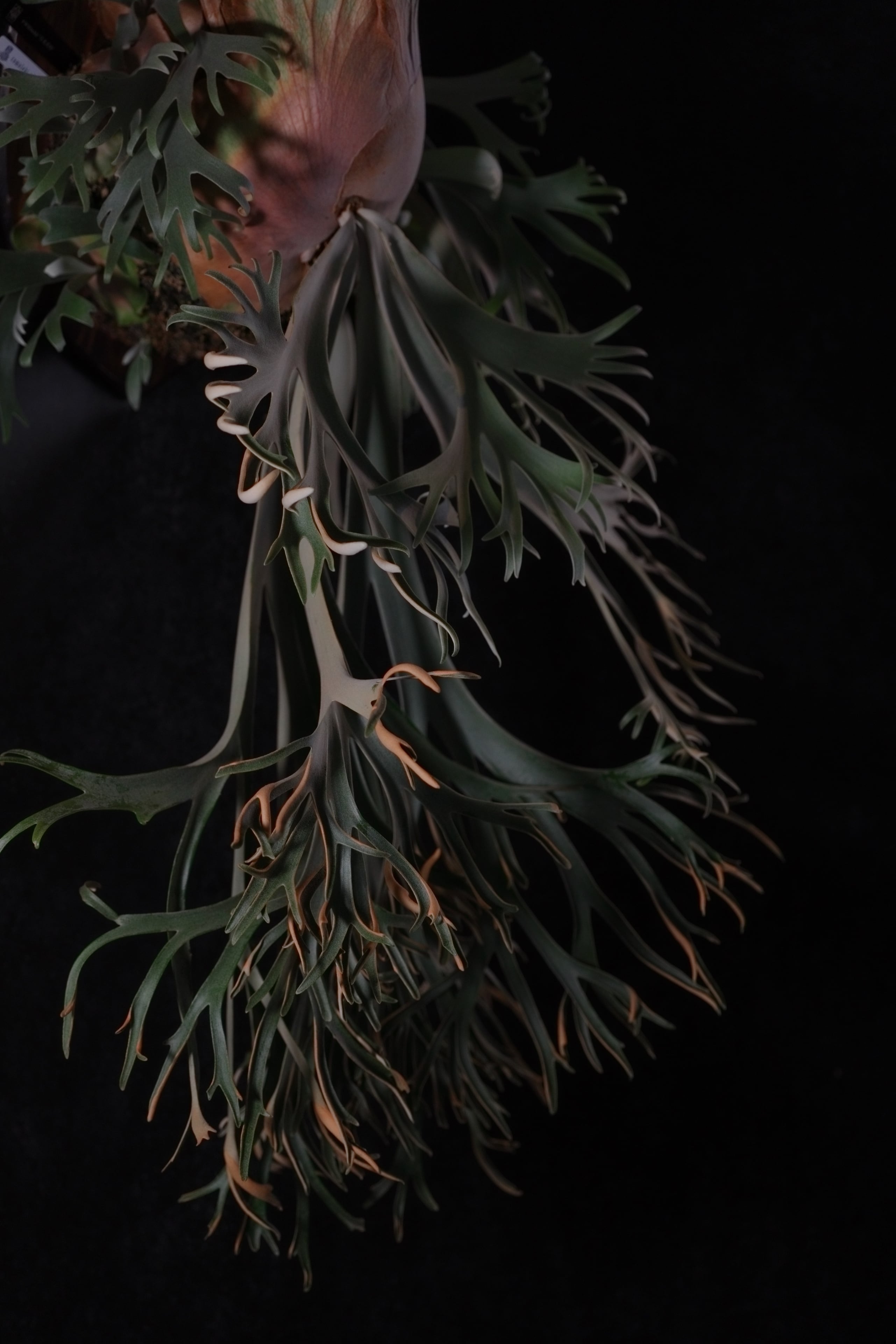 P.Willinckii 月光爪哇 Pups | P.P.Green