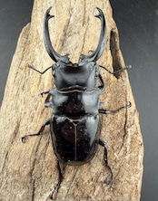 【WD】《ダールマンツヤクワガタ亜種セレベンシス 85mm ペア》