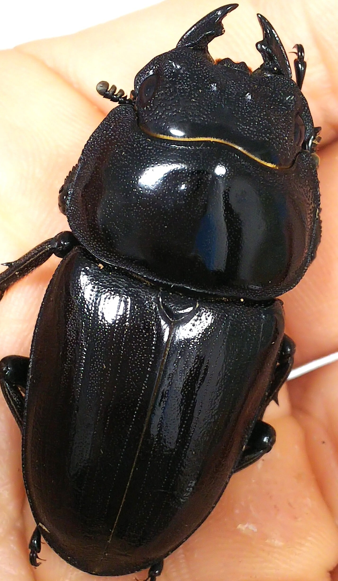阿古谷産オオクワガタ 大型系越冬新成虫ペア ♂79ミリ ♀55ミリ( 極太 