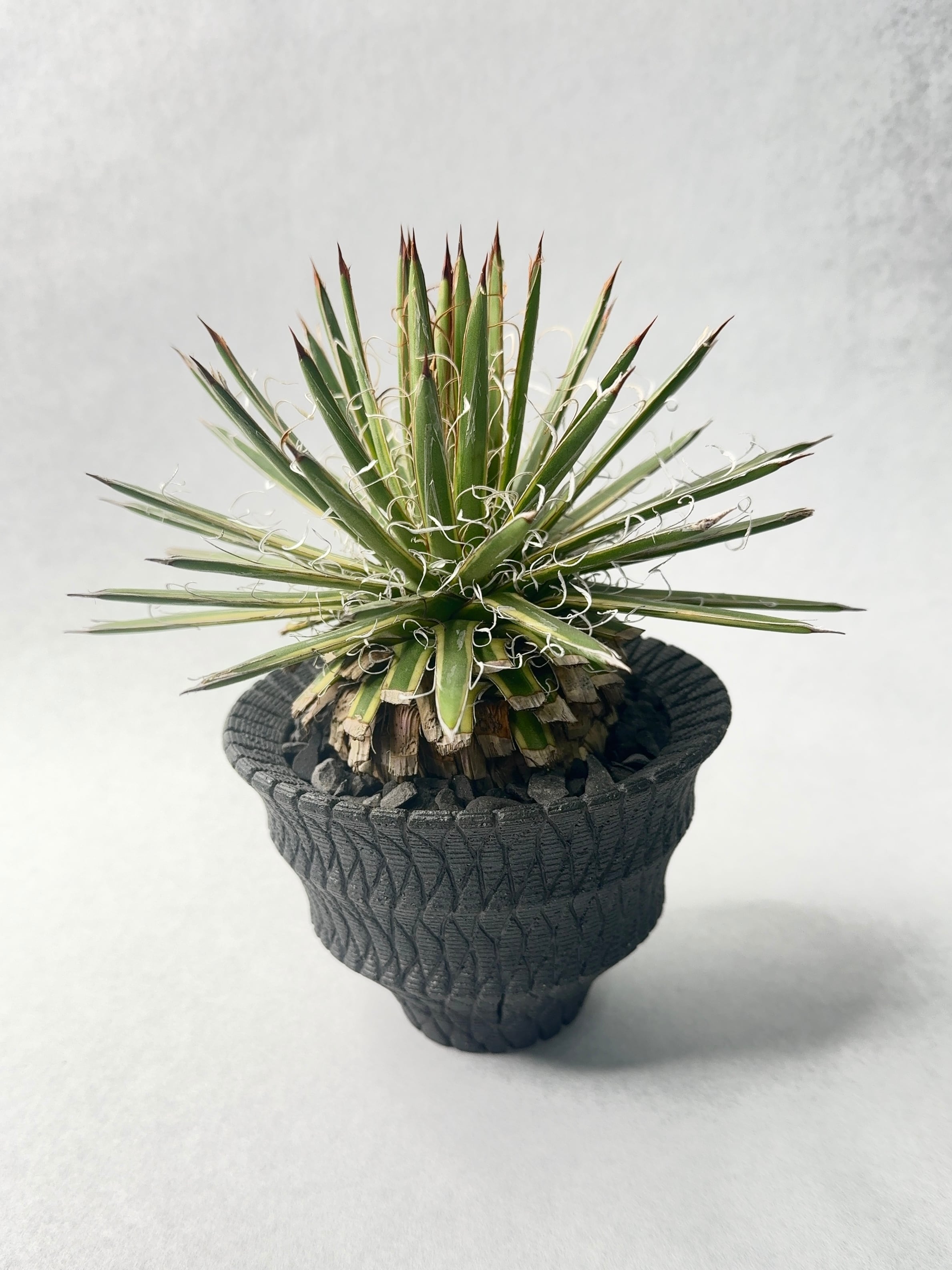 アガベ・滝の白糸錦 古木 | trigger