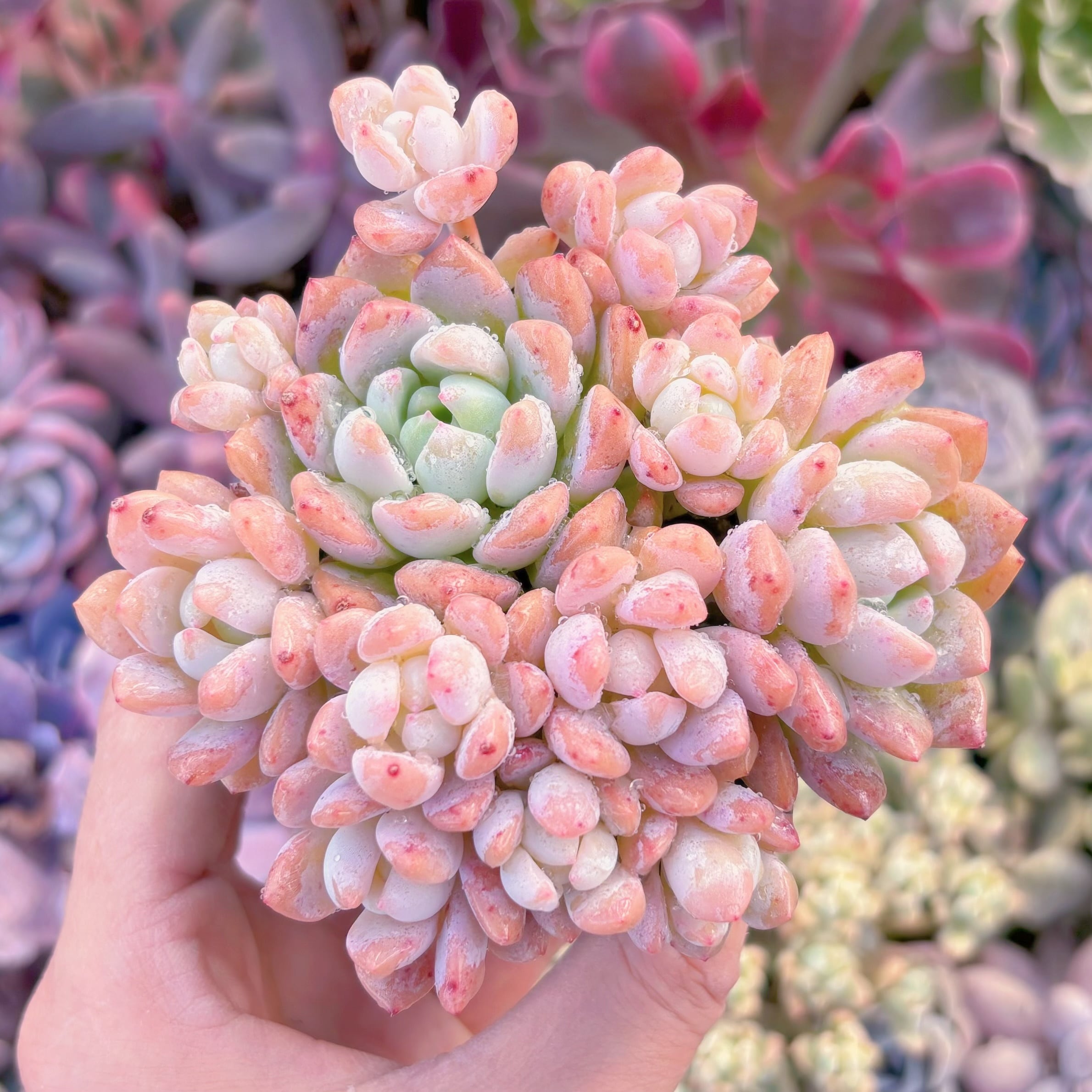 現品　プロリフェラxラウル#229   るる農園