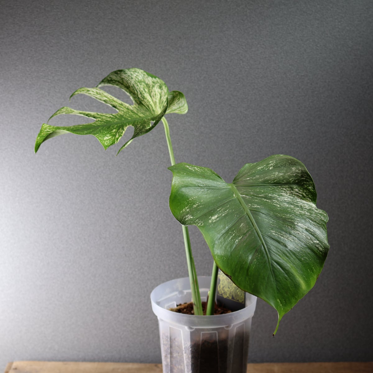 536『モンステラ デビルモンスター』観葉植物【送料無料】 | MARX