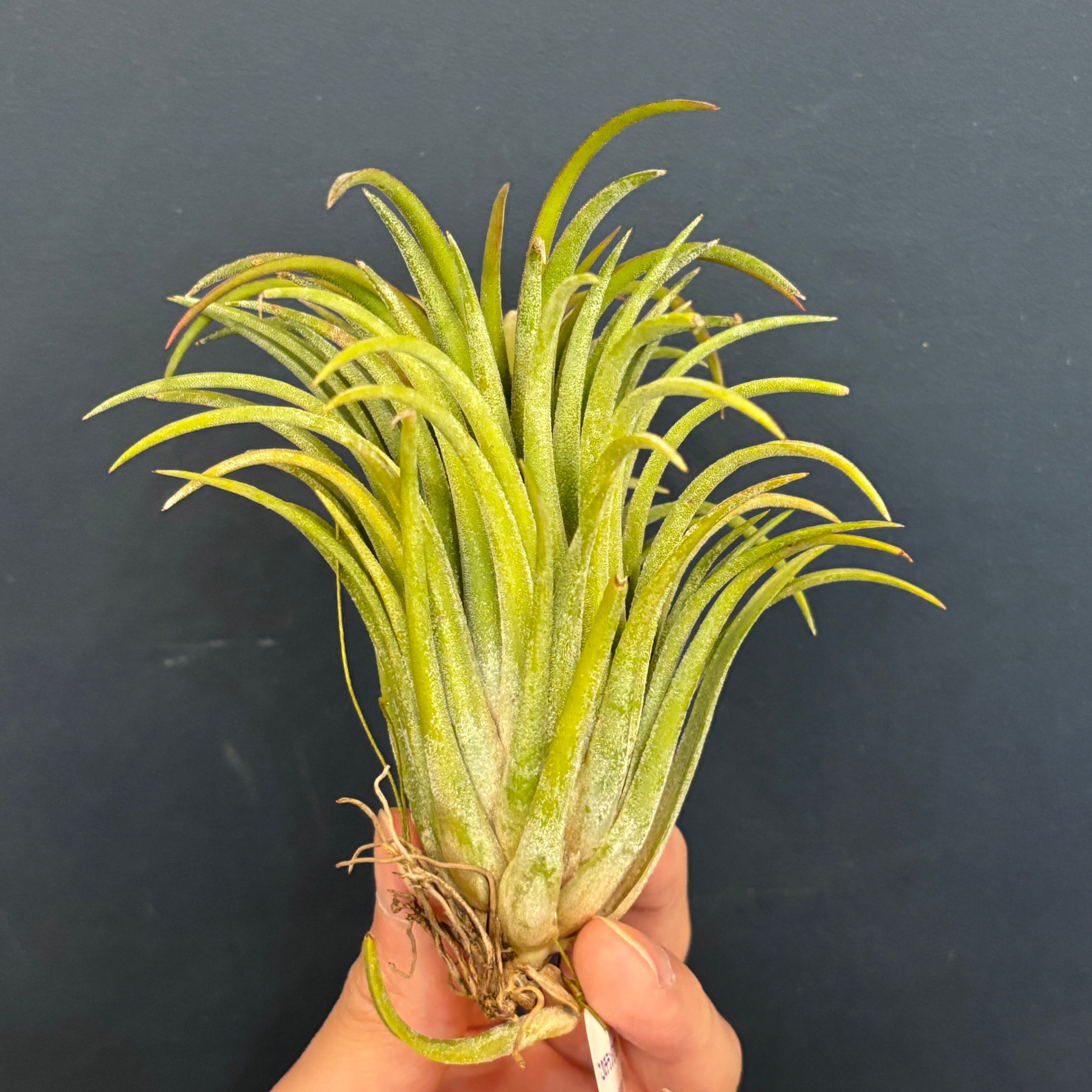 チランジア イオナンタ カーリージャイアント【993】 | PROTOLEAF