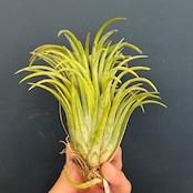 チランジア イオナンタ カーリージャイアント【993】