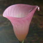 【’24春】 Calla lily シャンパングラス カラーのお花 ピンク (200 cc)