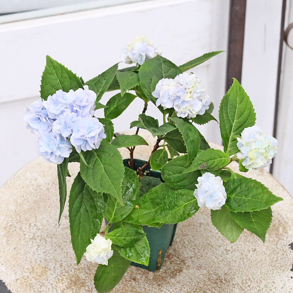 値下げSALE 花苗 山アジサイ 伊予獅子てまり ブルー 2.5号 紫陽花 庭