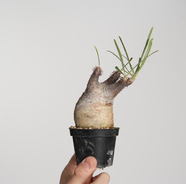 パキポディウム グラキリス no.6〈発根済み〉