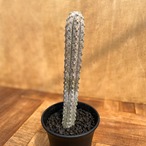 Euphorbia abdelkuri【ユーフォルビア・アブデルクリ】