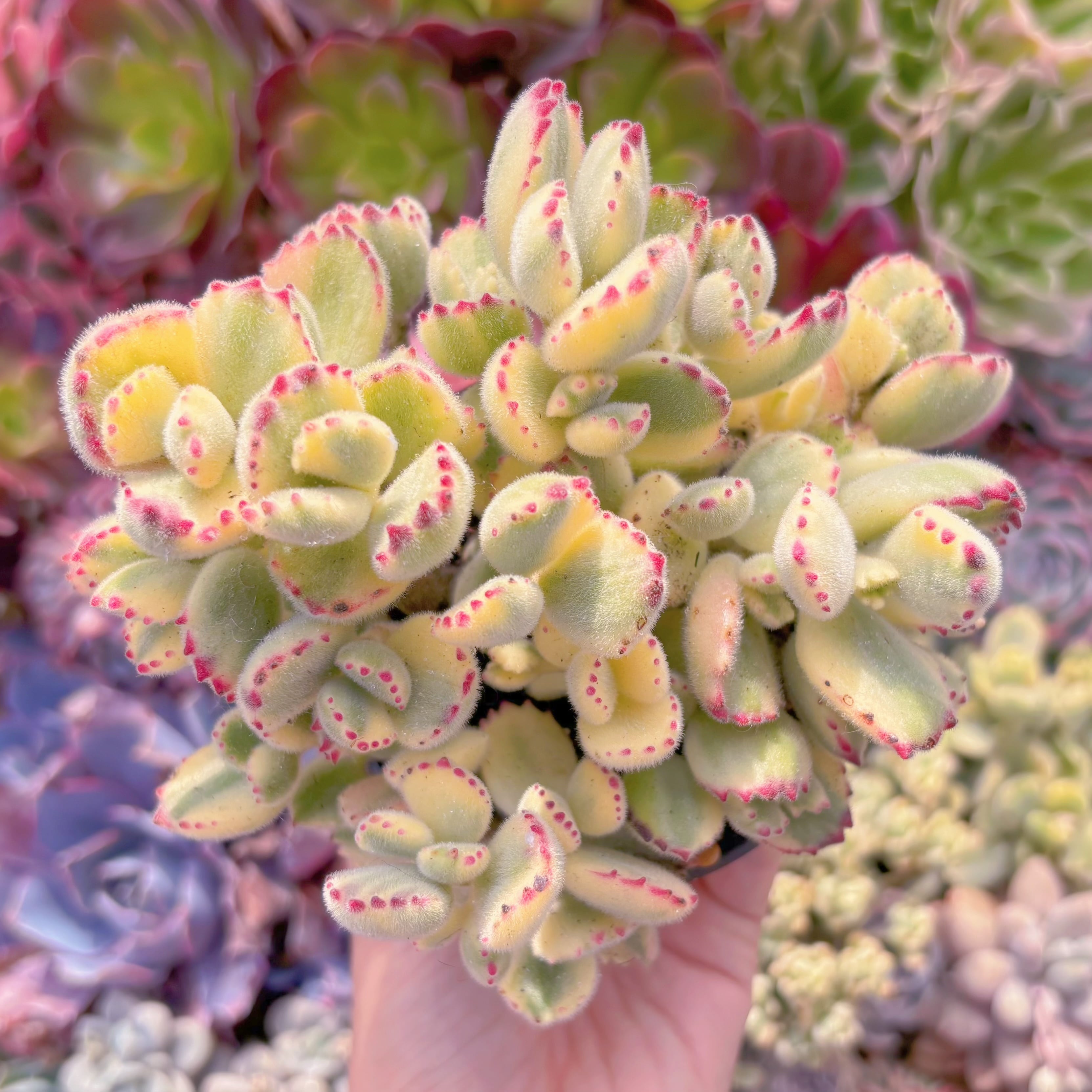 現品　白熊#1155　群生　るる農園