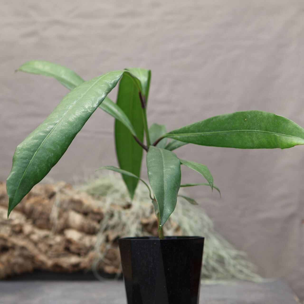 190『キヤニモモ』タマゴノキ＿観葉植物【送料無料】 | MARX PLANTS