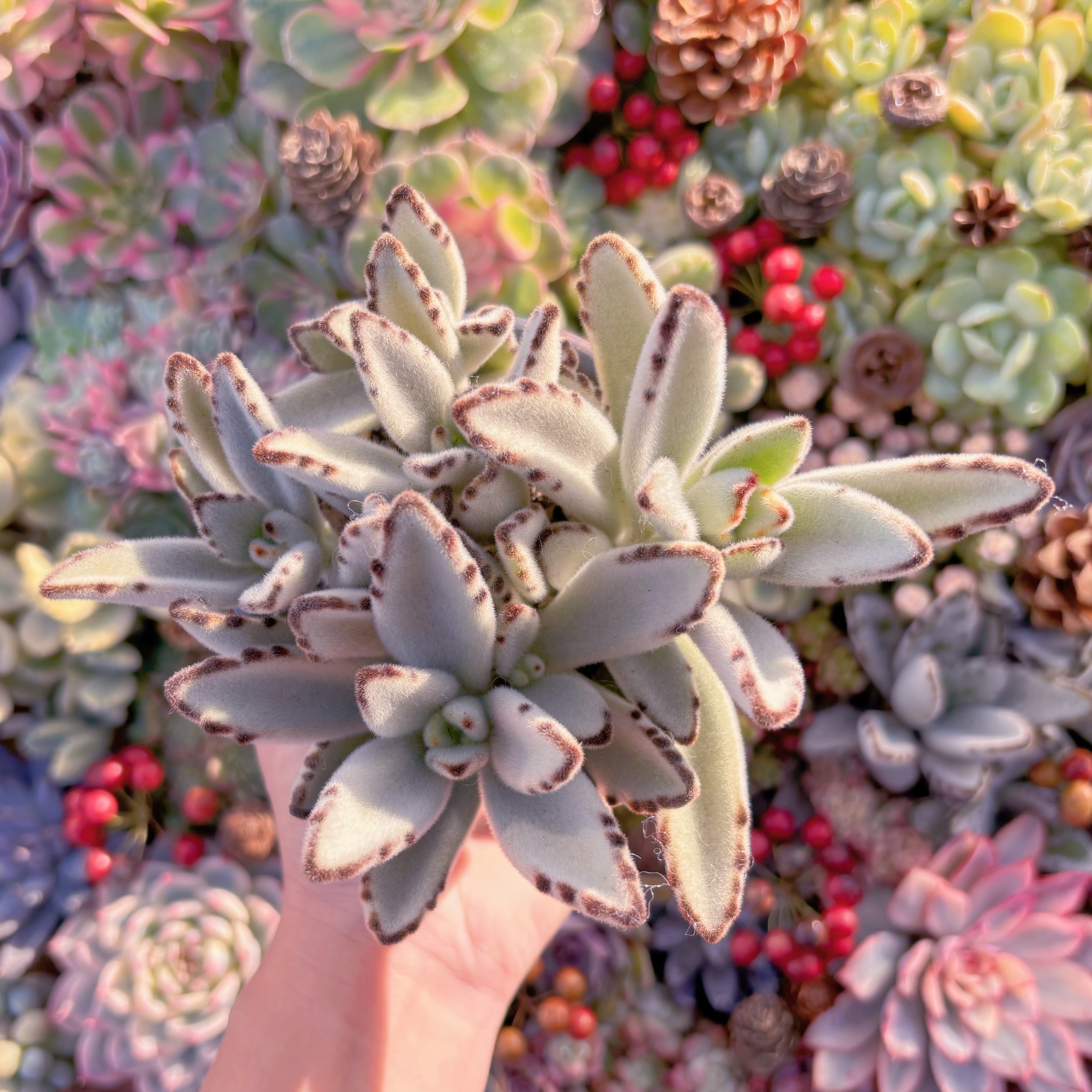 現品　月兎耳#A024　るる農園