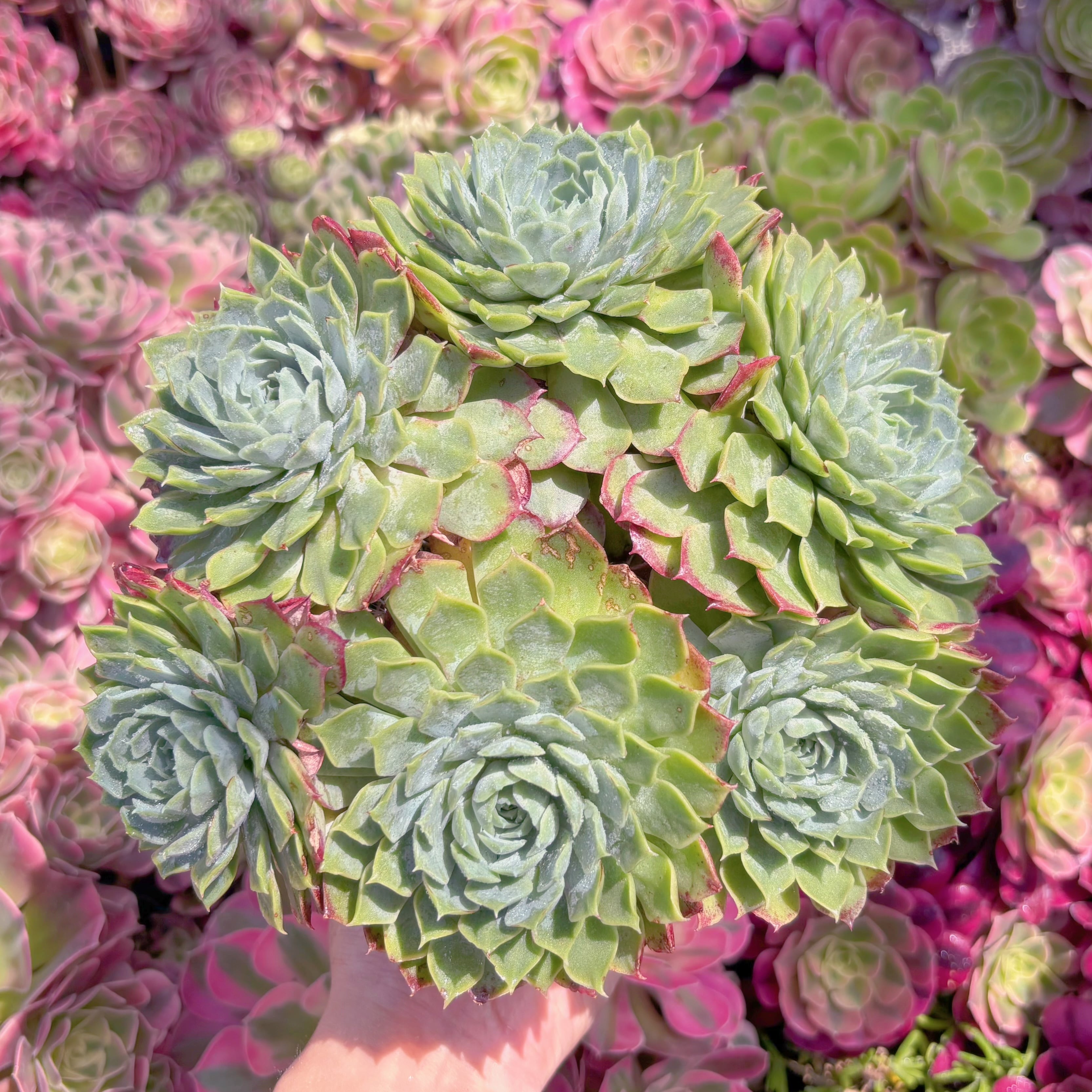 現品　朱砂痣#M286　特大群生　るる農園