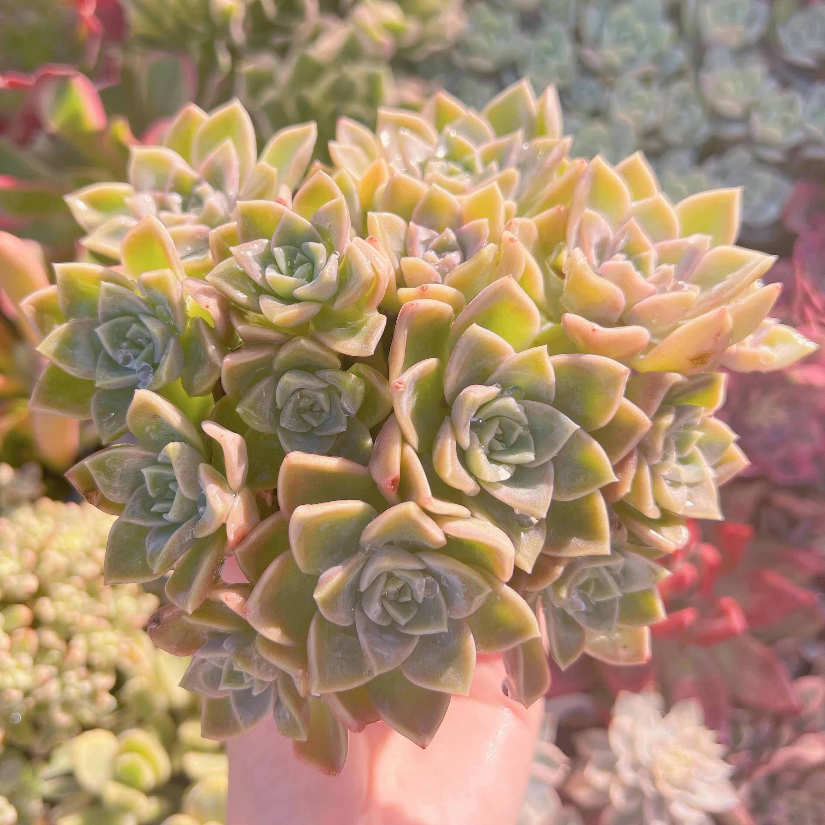 現品　ラブリーローズx白牡丹#A12     群生   るる農園