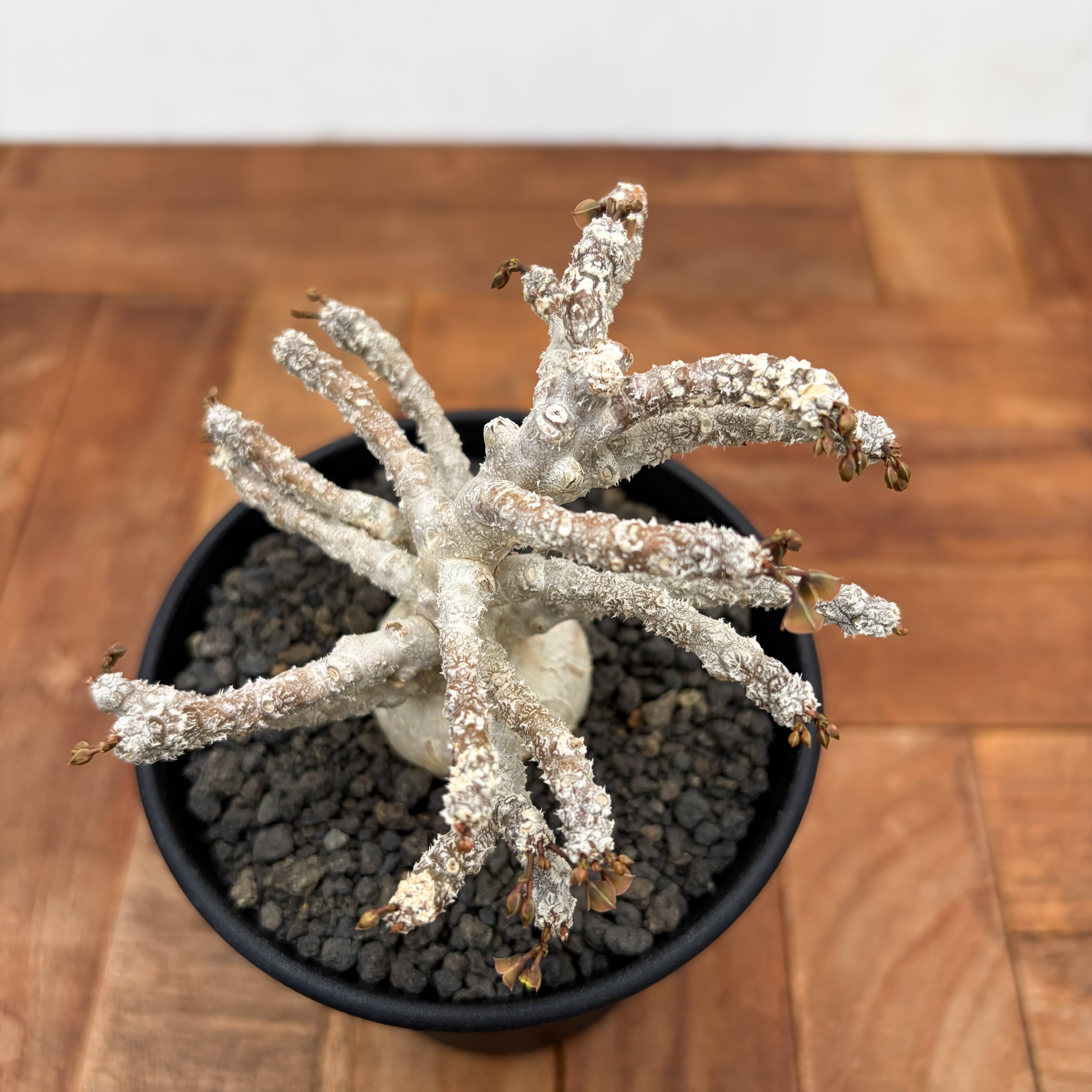 Euphorbia ambovombensis【ユーフォルビア・アンボボンベンシス