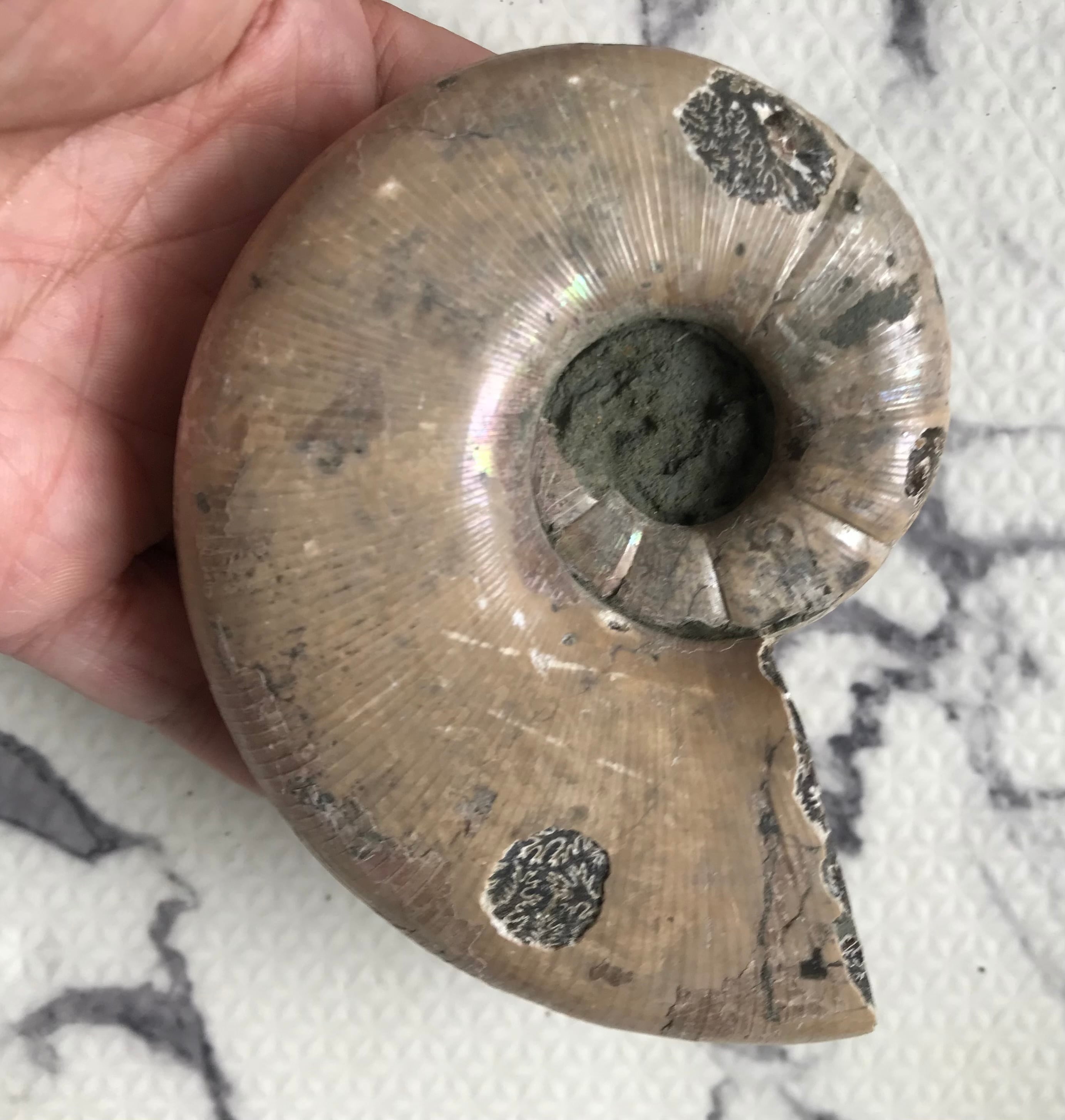 マダガスカル産アンモナイト-アルゴノウティセラス（Argonauticeras