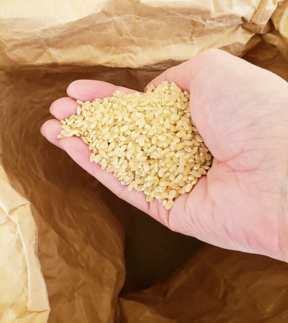 玄米20キロ』令和7年産特別栽培米コシヒカリ（茨城県産） | PAY ID