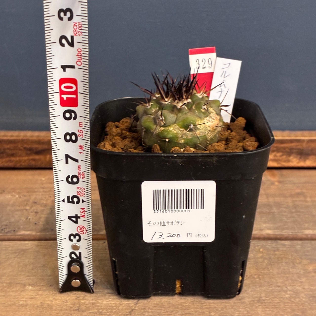 【Copiapoa】サボテン　コピアポア　コルムナアルバ　孤竜丸 実生【329】