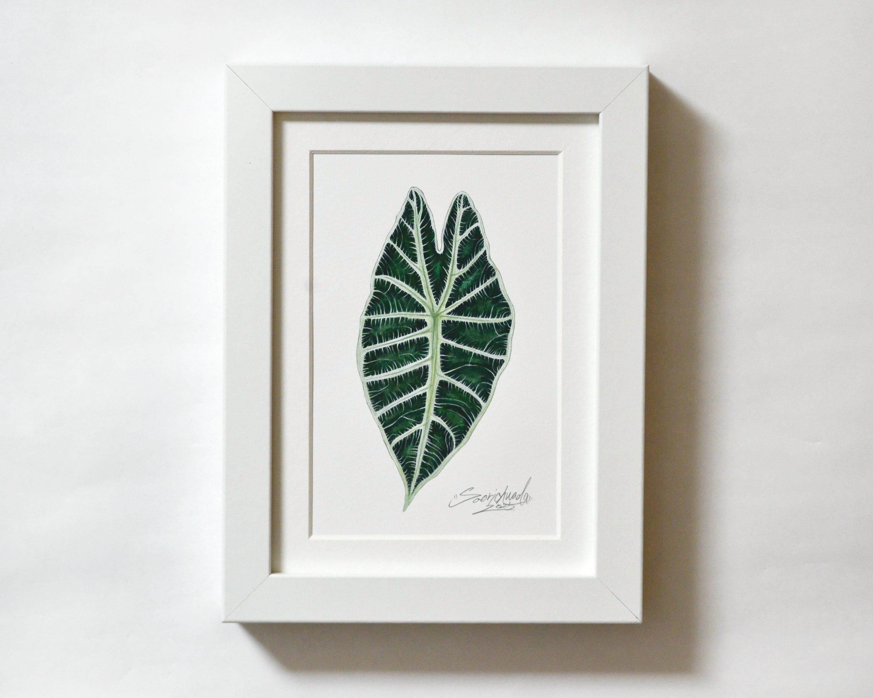 アロカシア・スーヒルマニアナ 原画作品