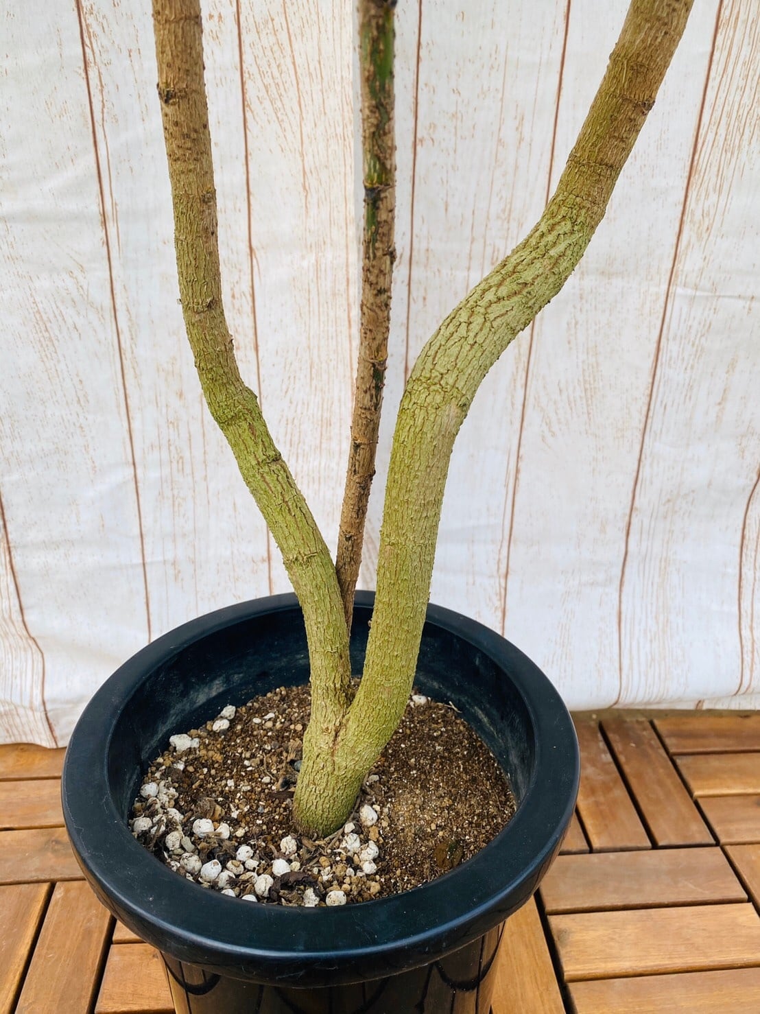 観葉植物 グリーンアラレア 曲り 8号鉢 | ハウスプランツショップ 観葉